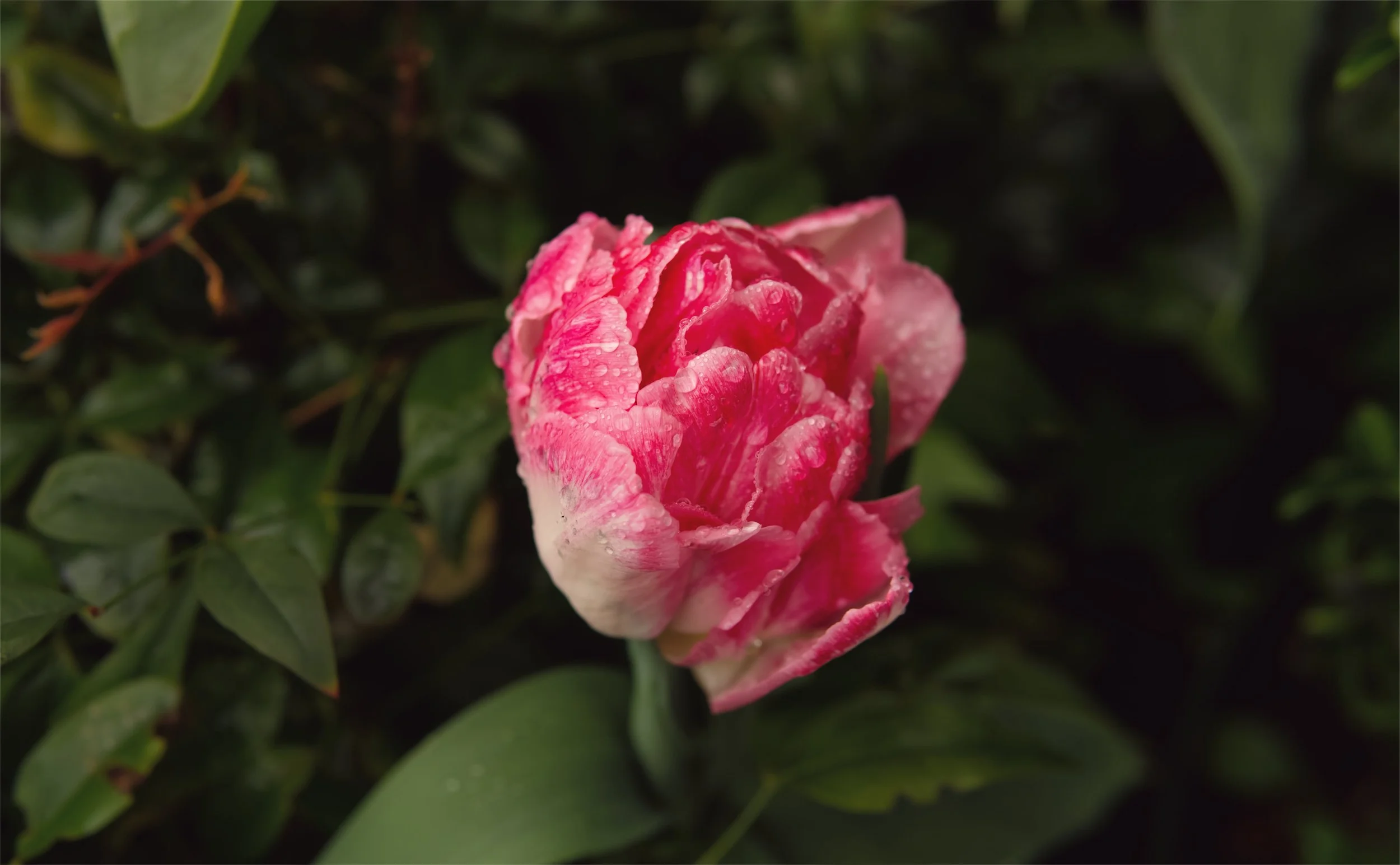 Striped Tulip.jpg