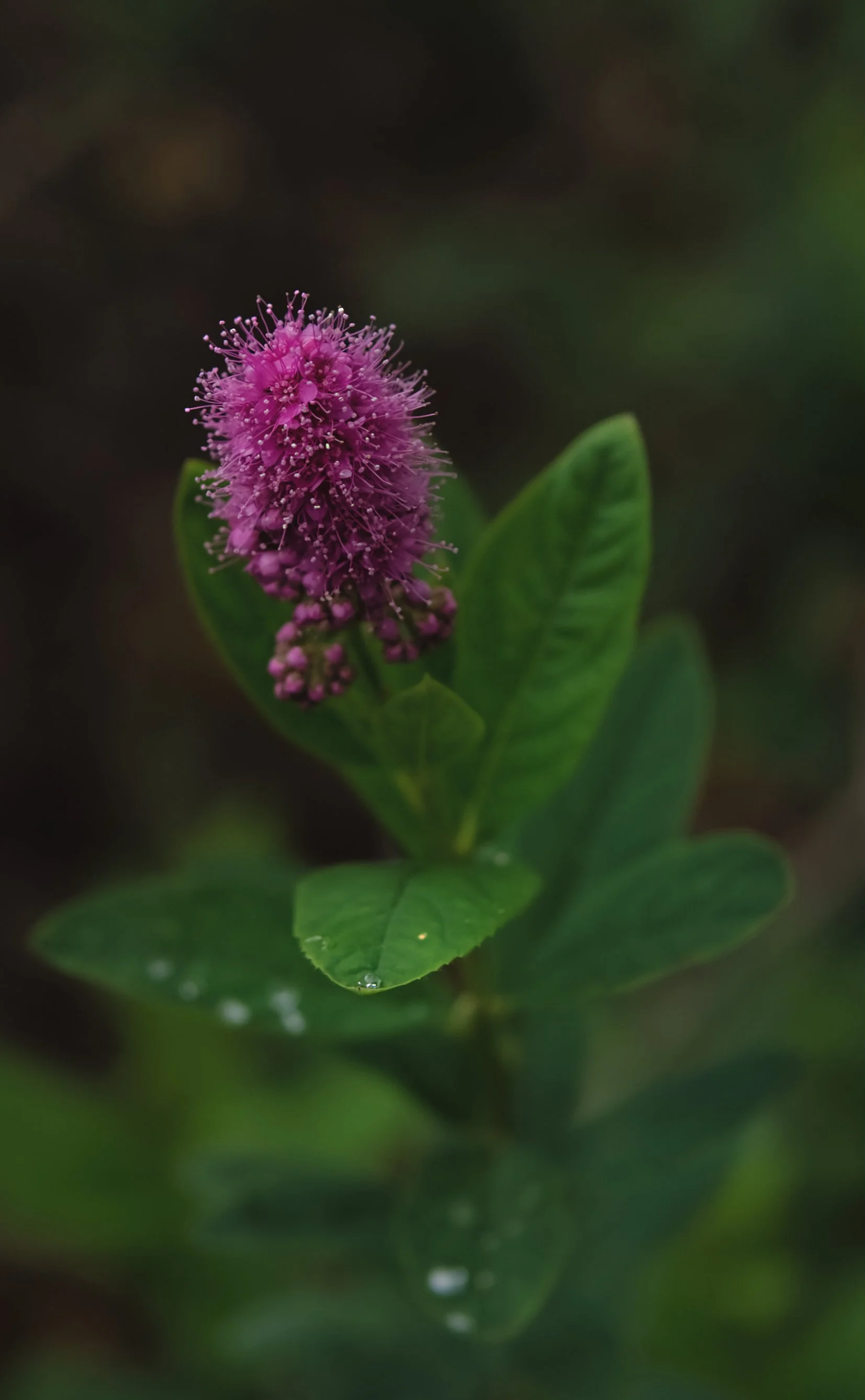 Purple Butterfly Bush.jpg