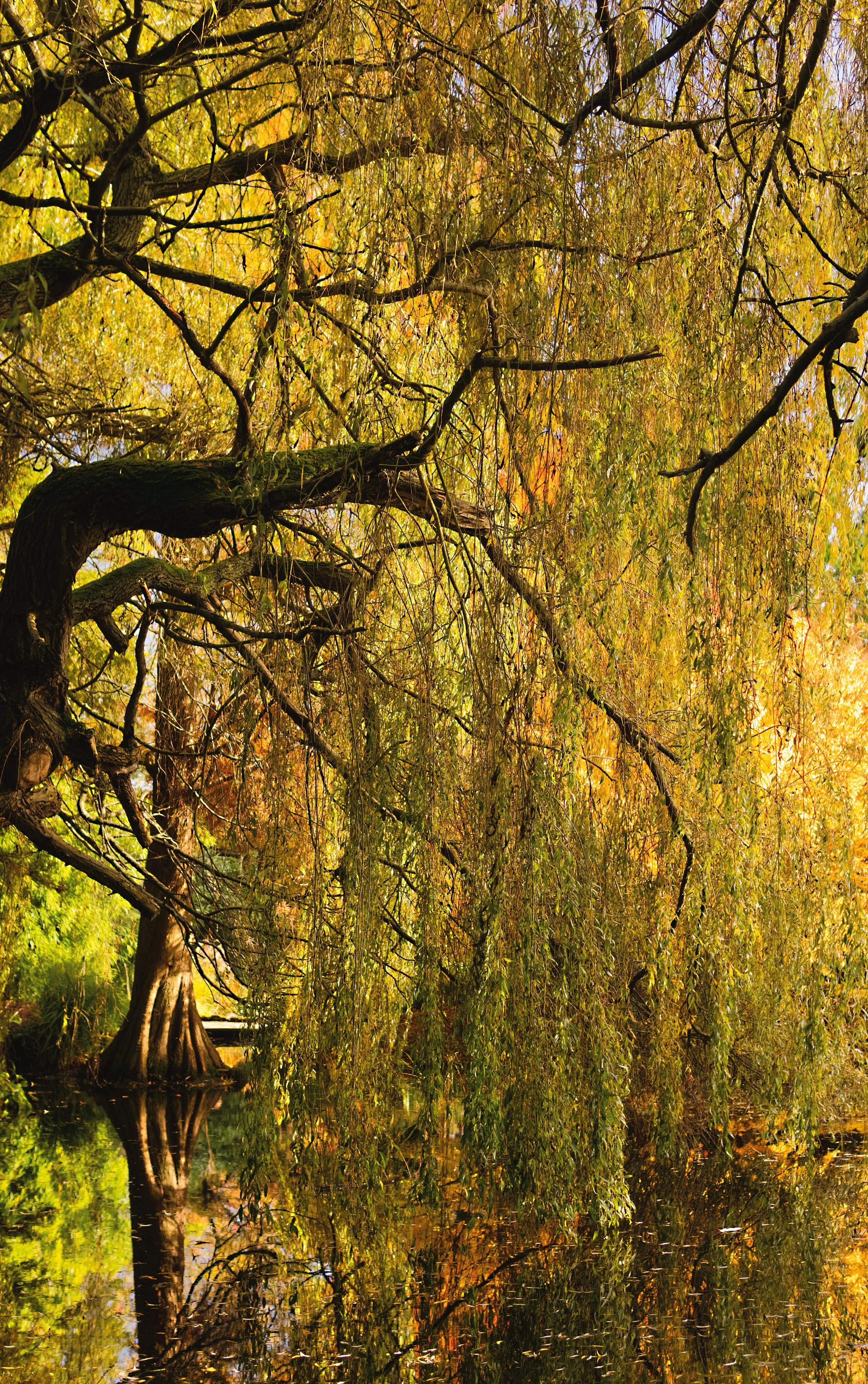 Mossy Trees.jpg