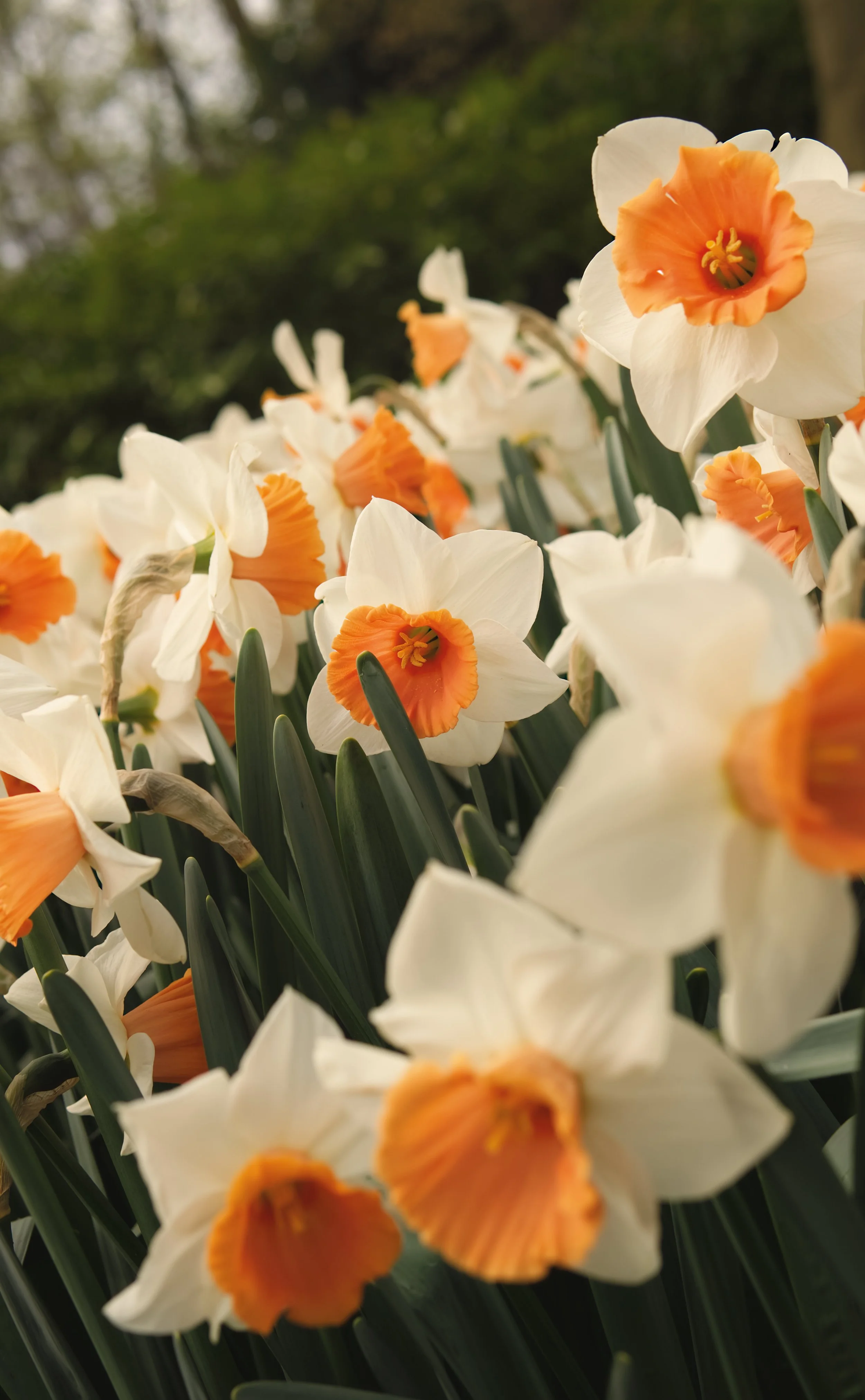 Daffodils.jpg
