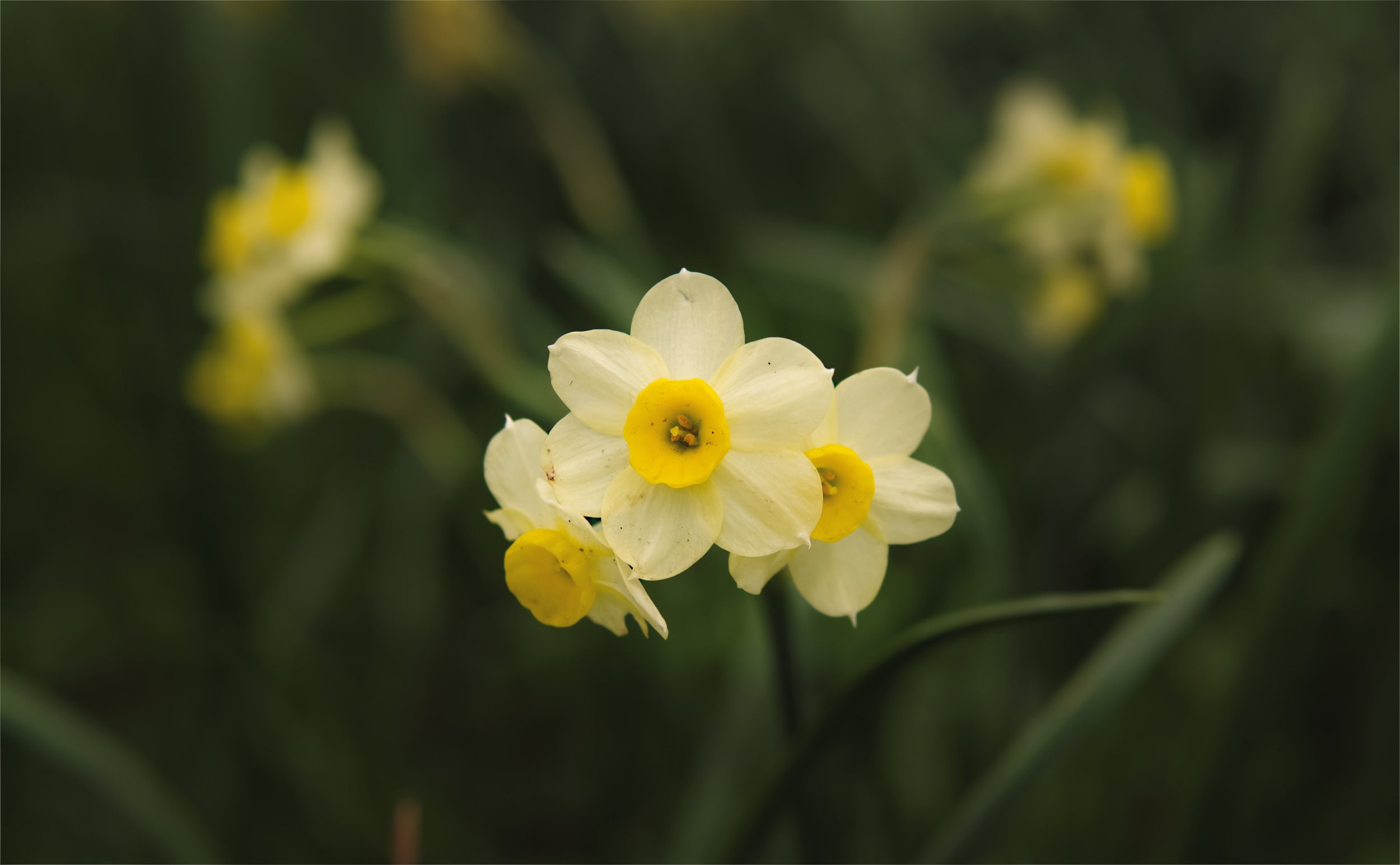 Yellow Daffodils.jpg