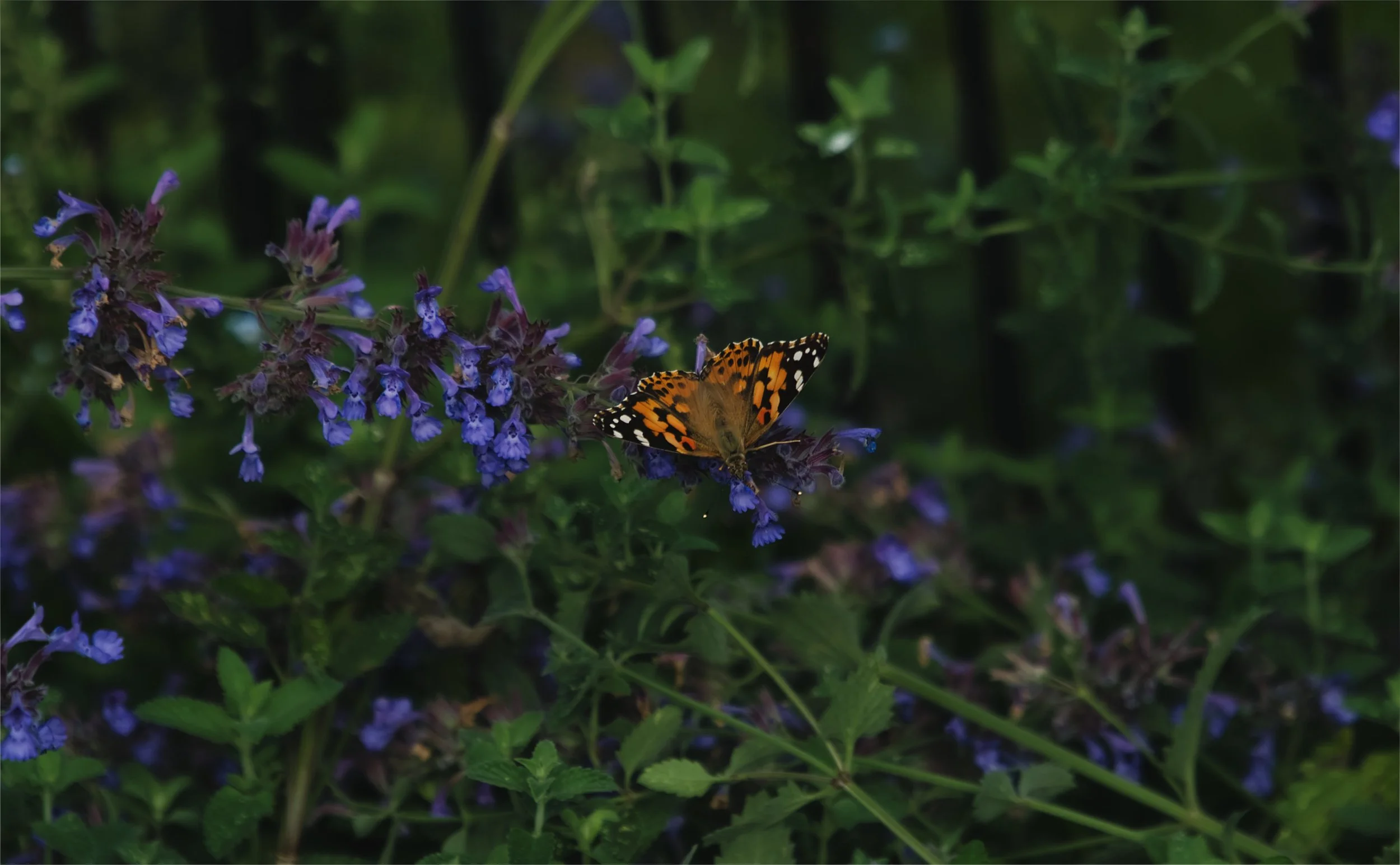 Butterful.jpg