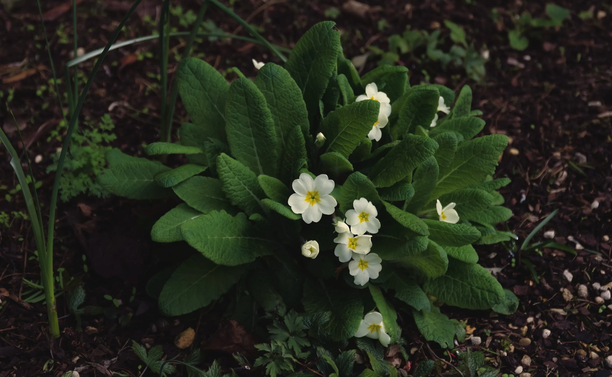 Primrose.jpg