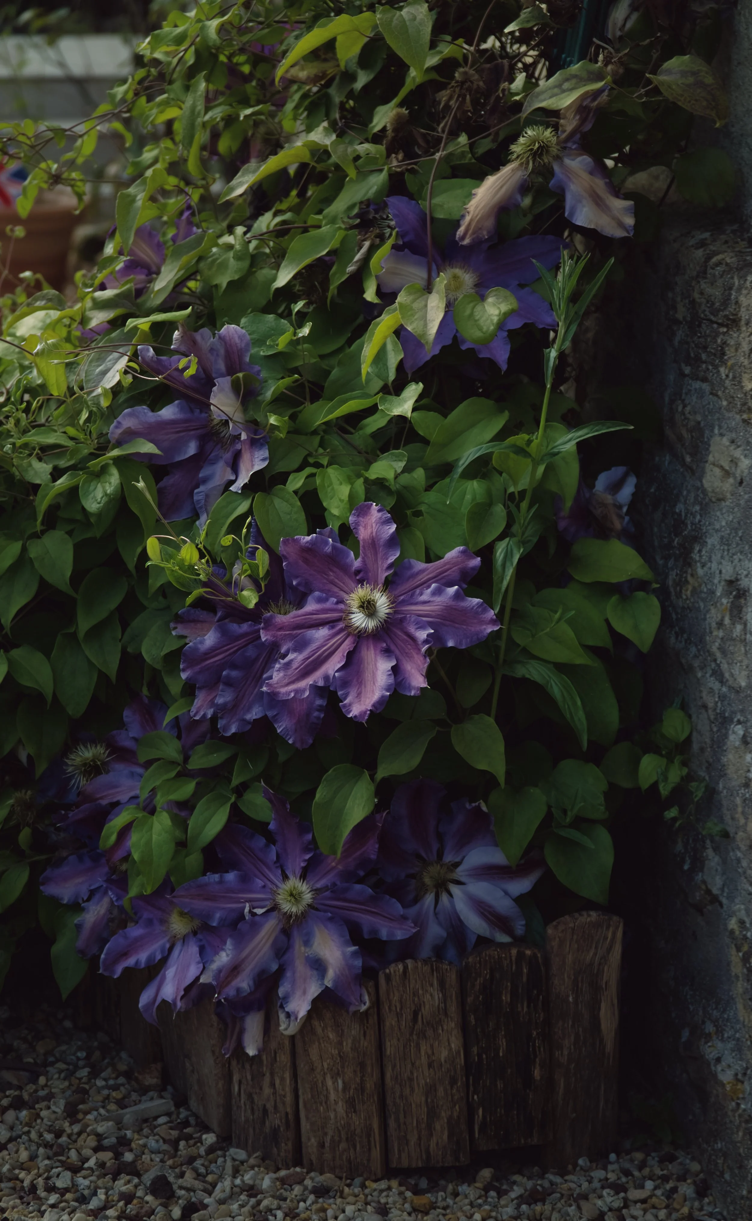 Passionflower.jpg