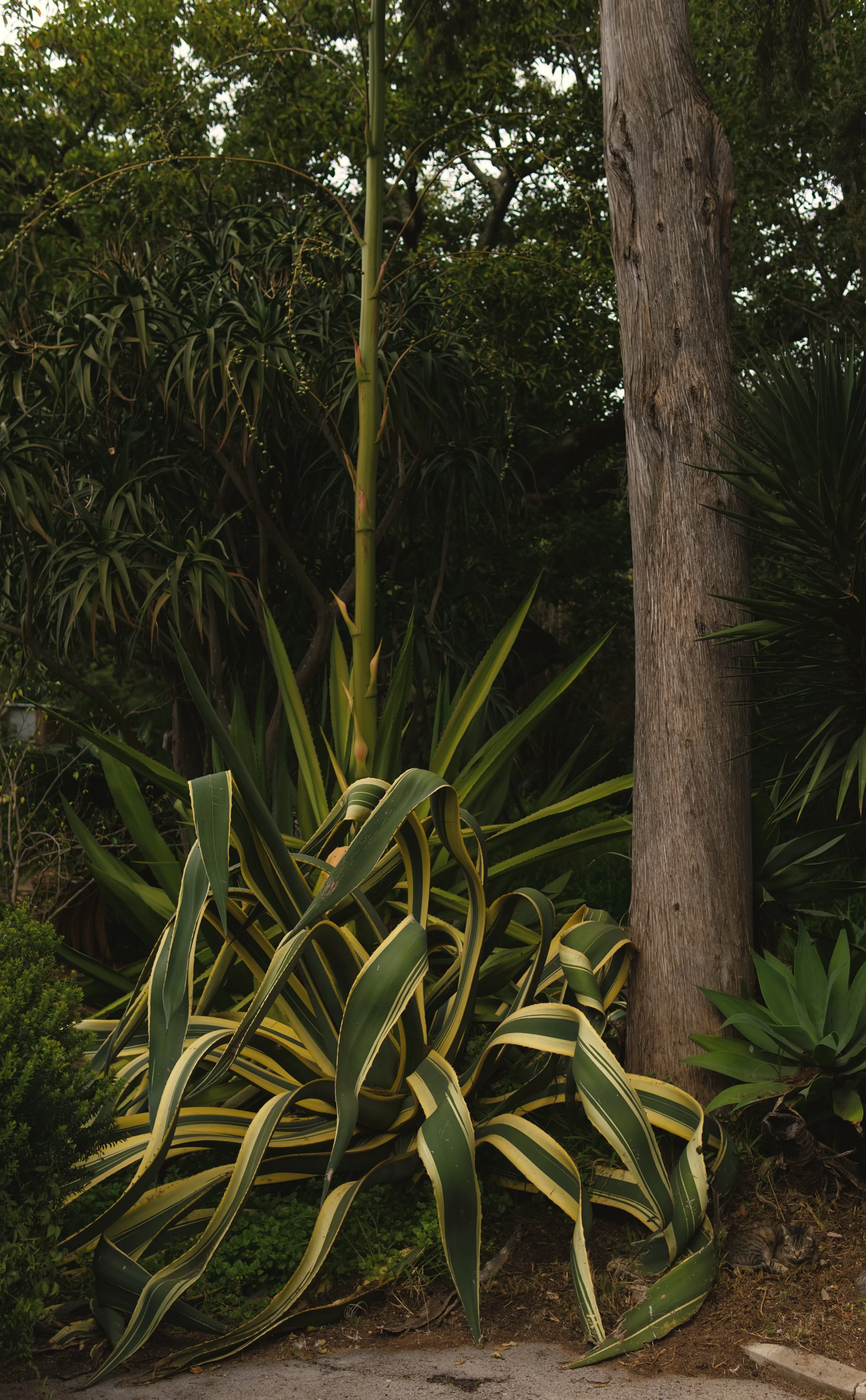 Yellow Agave.jpg