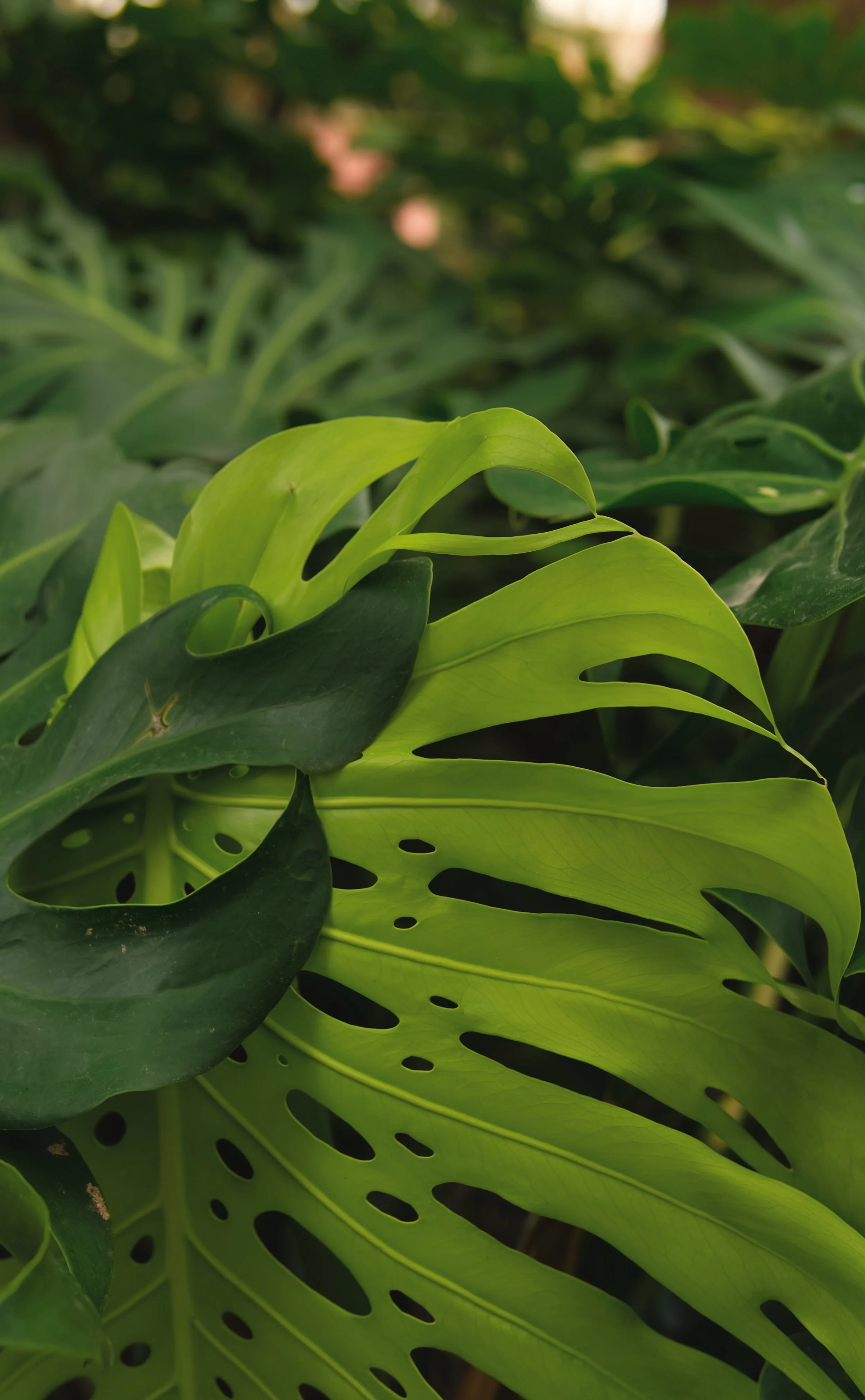 New Growth.jpg