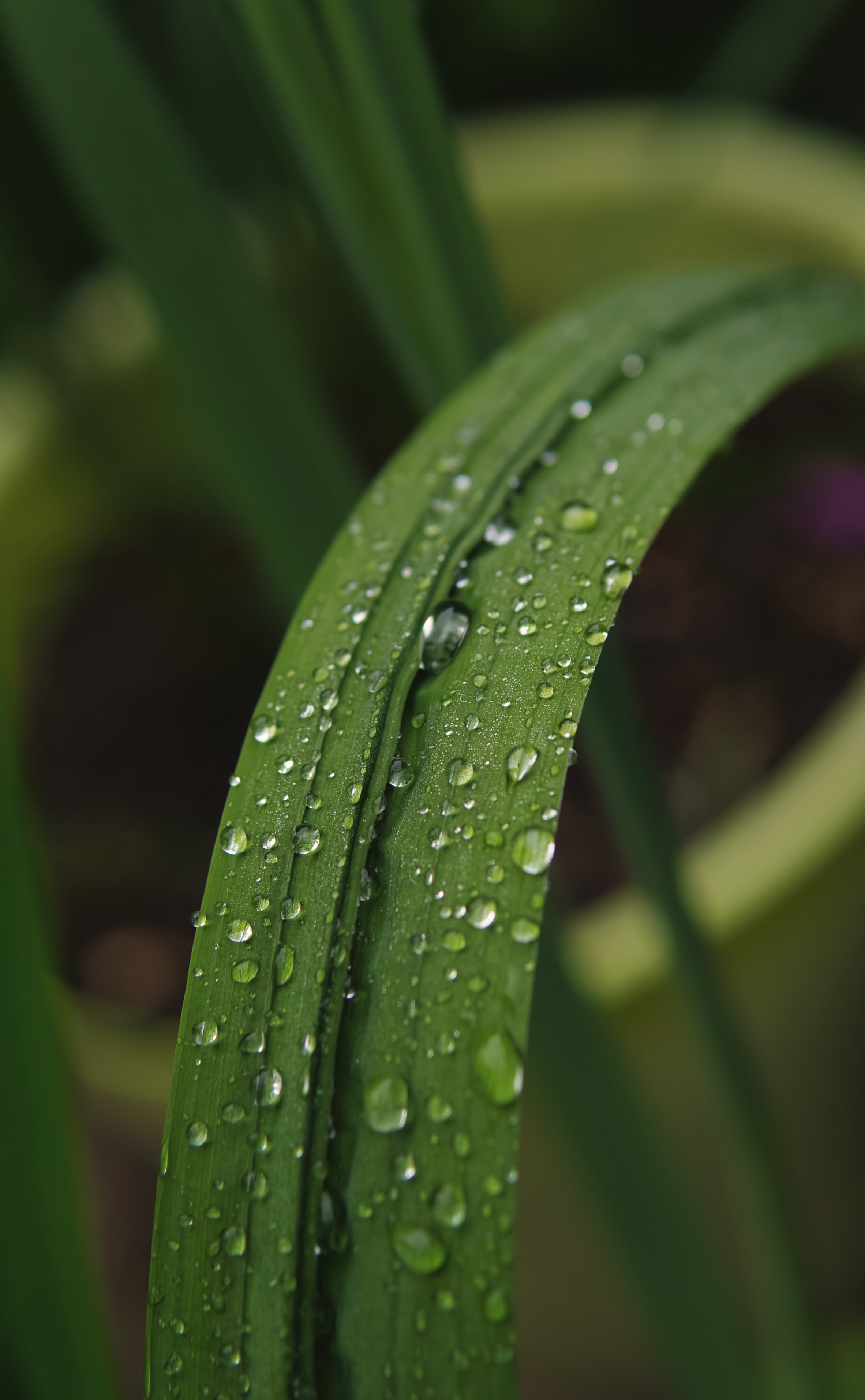Water drops.jpg