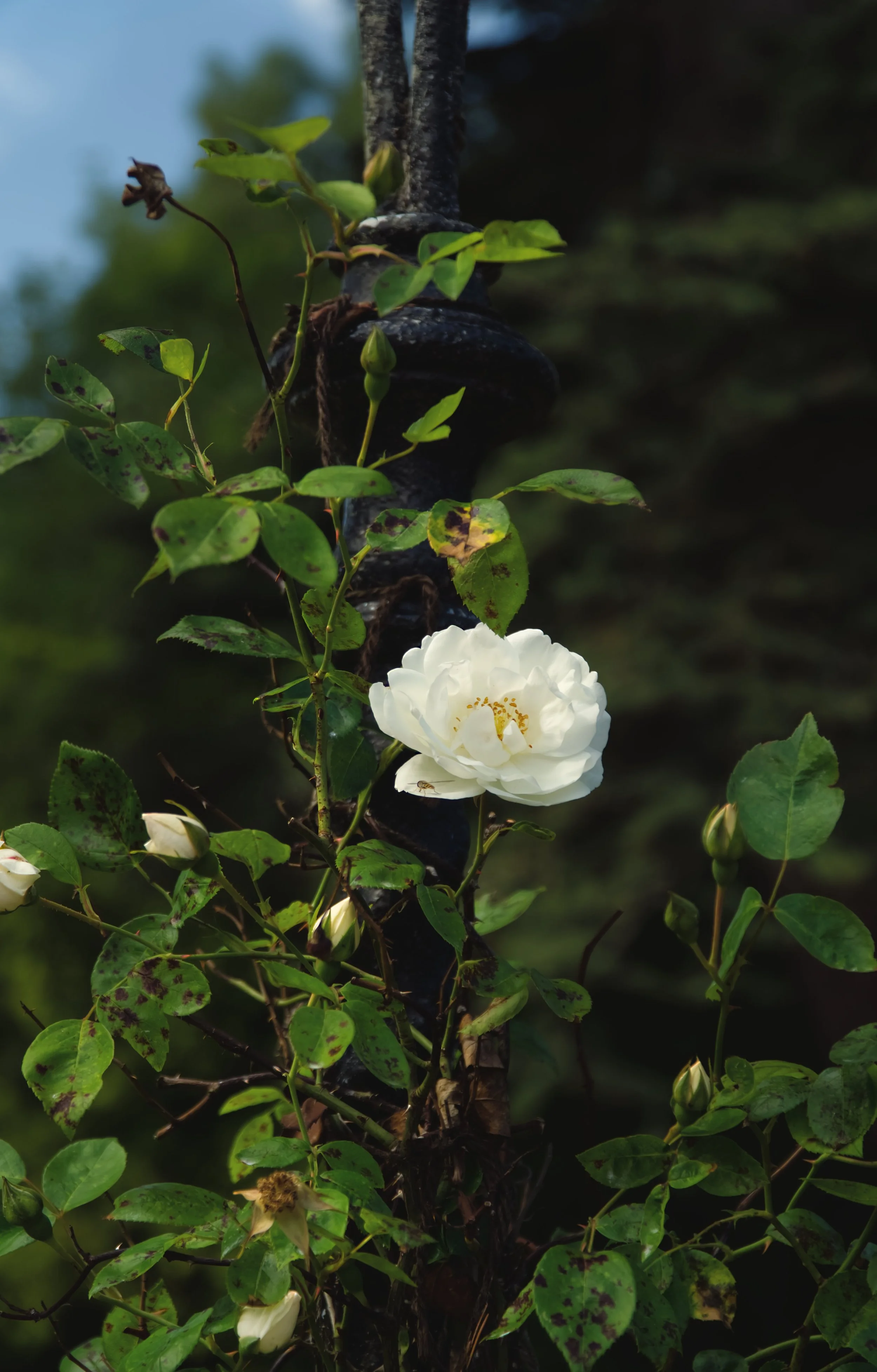 White Rose.jpg
