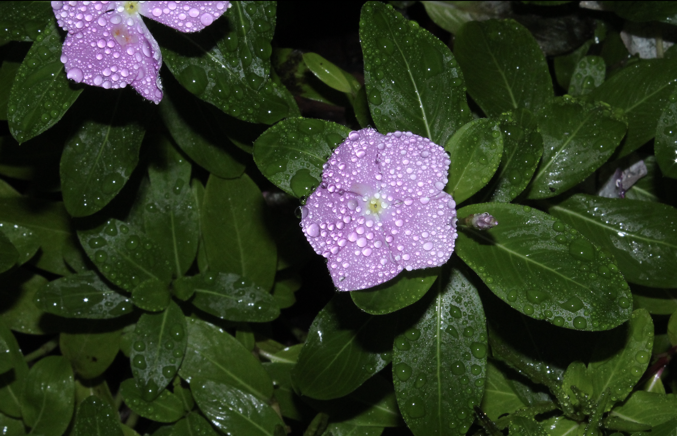 Screenshot 2024-03-04 at 10.57.37 AM.png