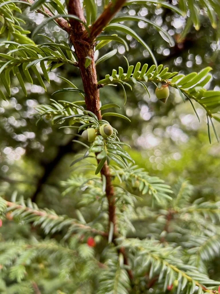 Close-up of a plant with small green cones and fern-like leaves.