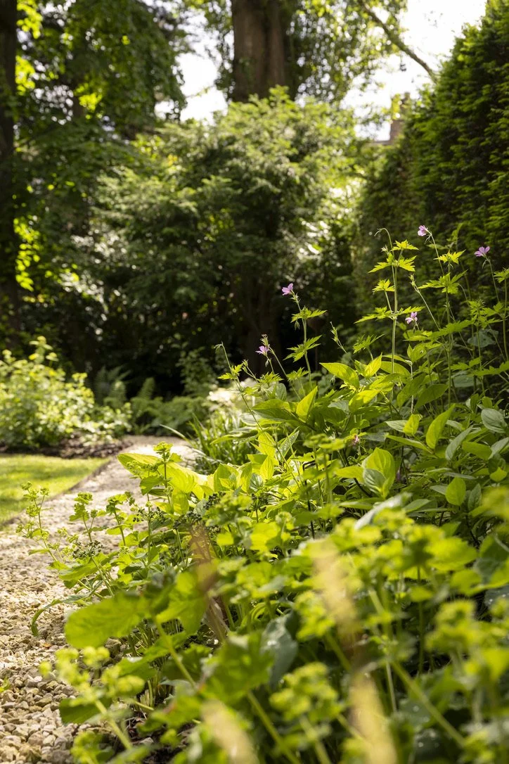 A lush garden with green plants and purple flowers along a gravel path, surrounded by tall trees and dense foliage.