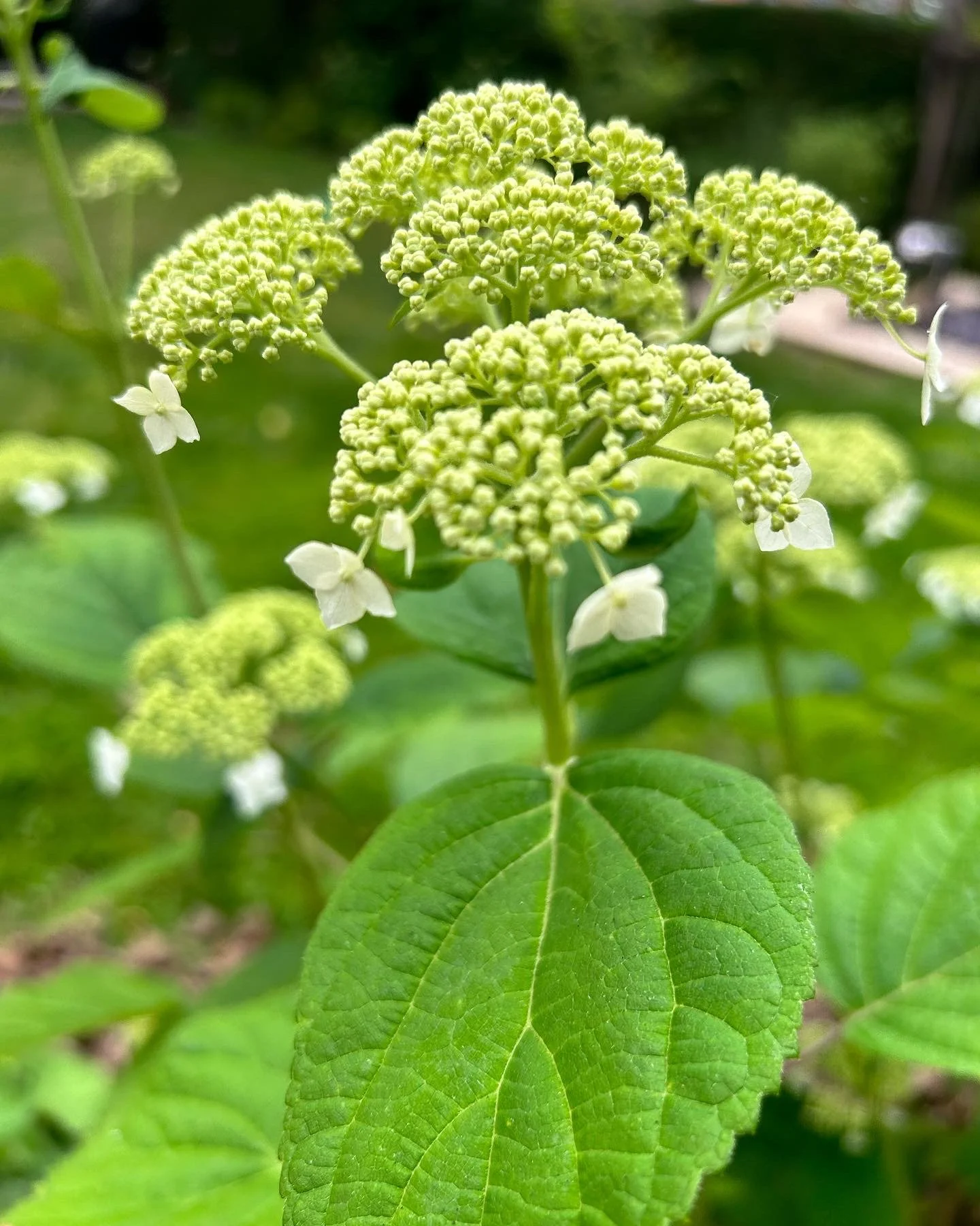 Close-up of a green flowering plant with large green leaf and clusters of tiny white flowers on top.