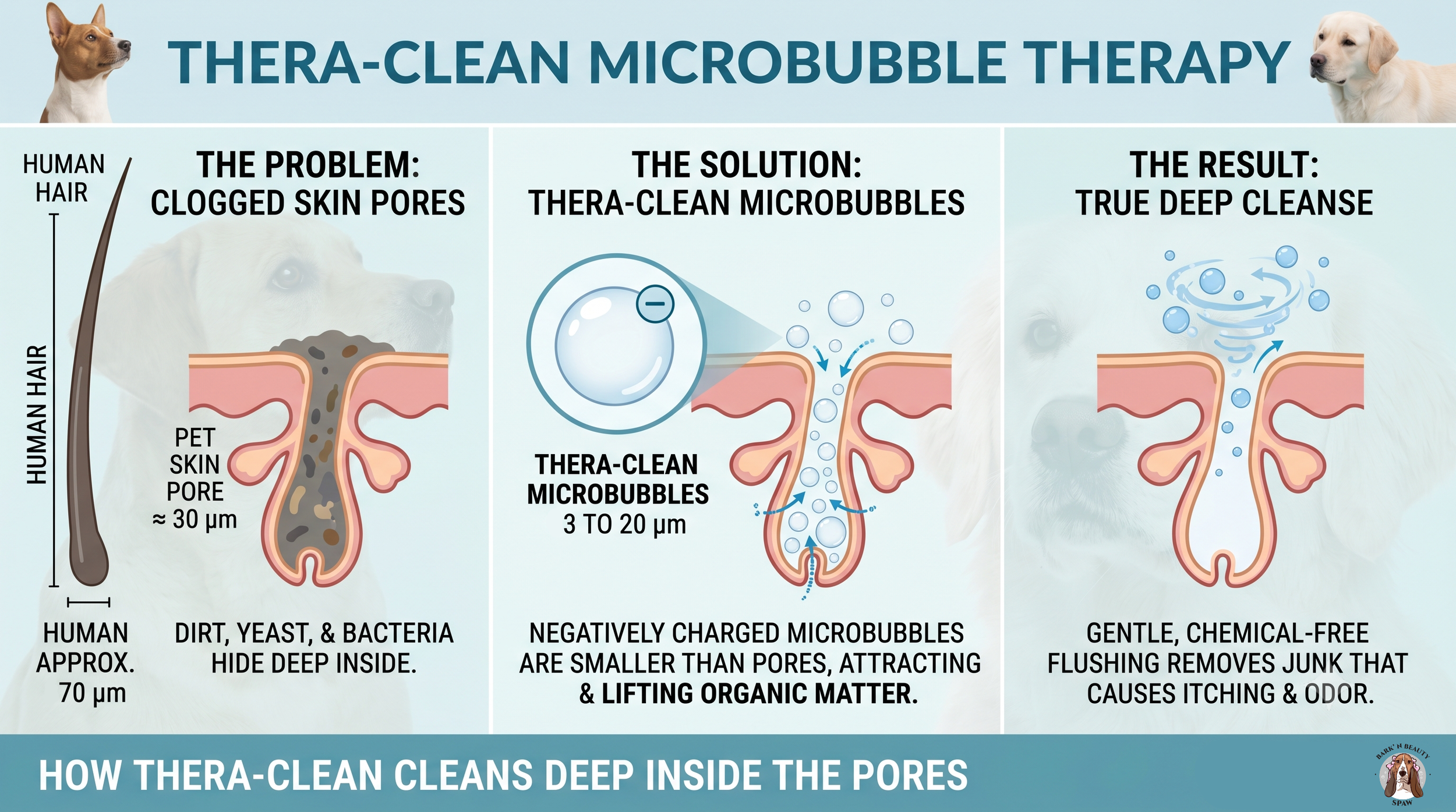 Educational diagram showing microscopic view of tiny, negatively charged microbubbles entering a pet's clogged skin pore to safely attract and flush out deep dirt, yeast, and bacteria.