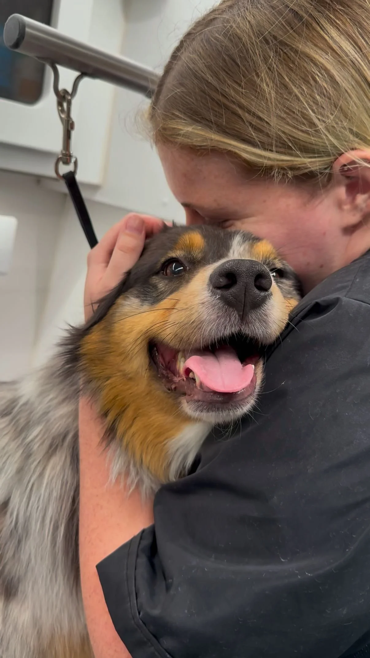 Smiling blue merle Australian Shepherd mix dog happily receiving warm hug from blonde female pet groomer inside bright white grooming salon