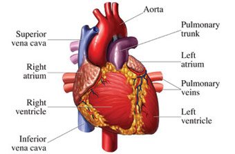 heart.jpg
