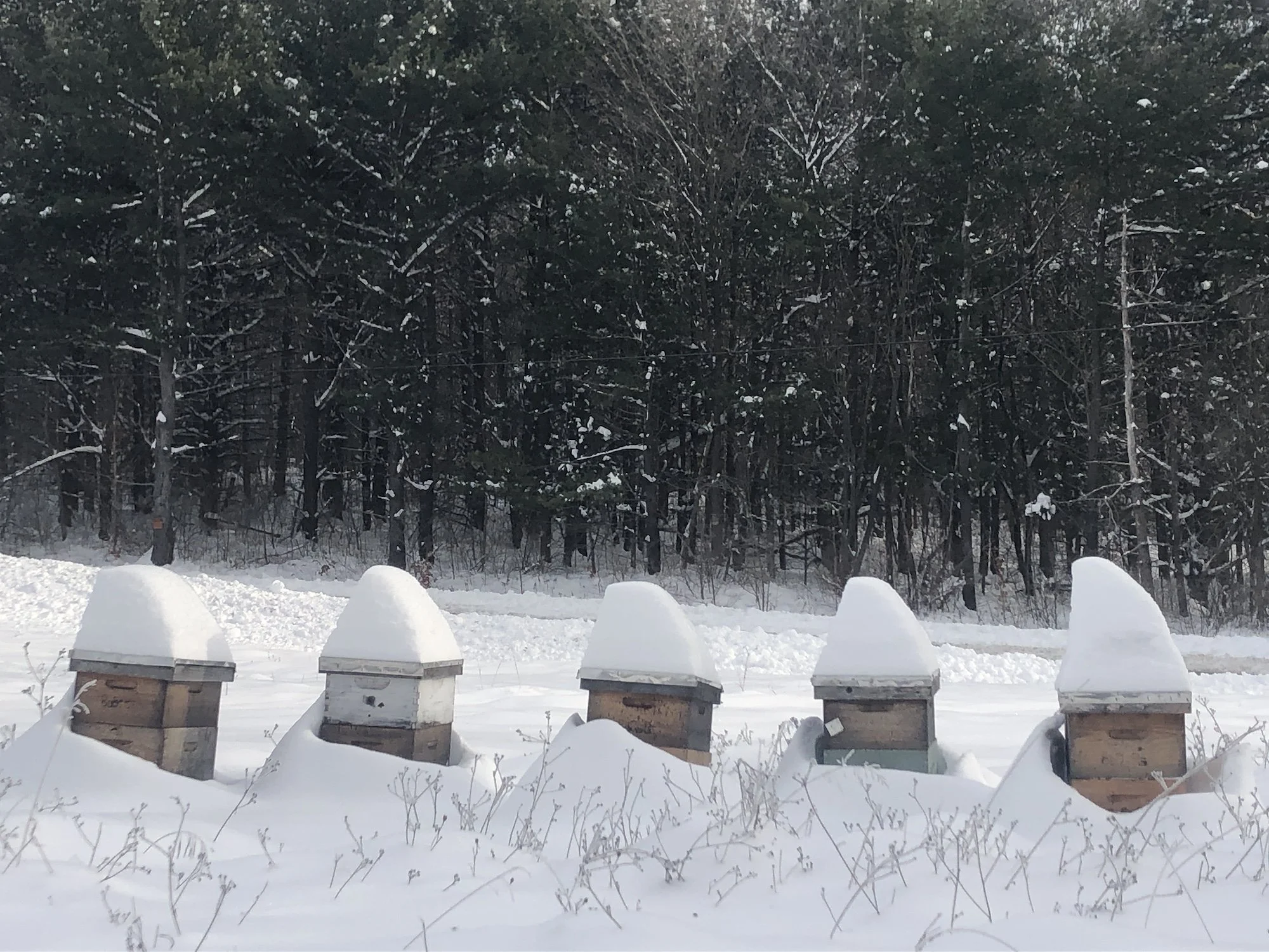 HivesSnowHats.JPG