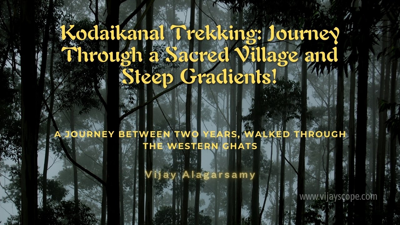 Ending the Year with the Forest