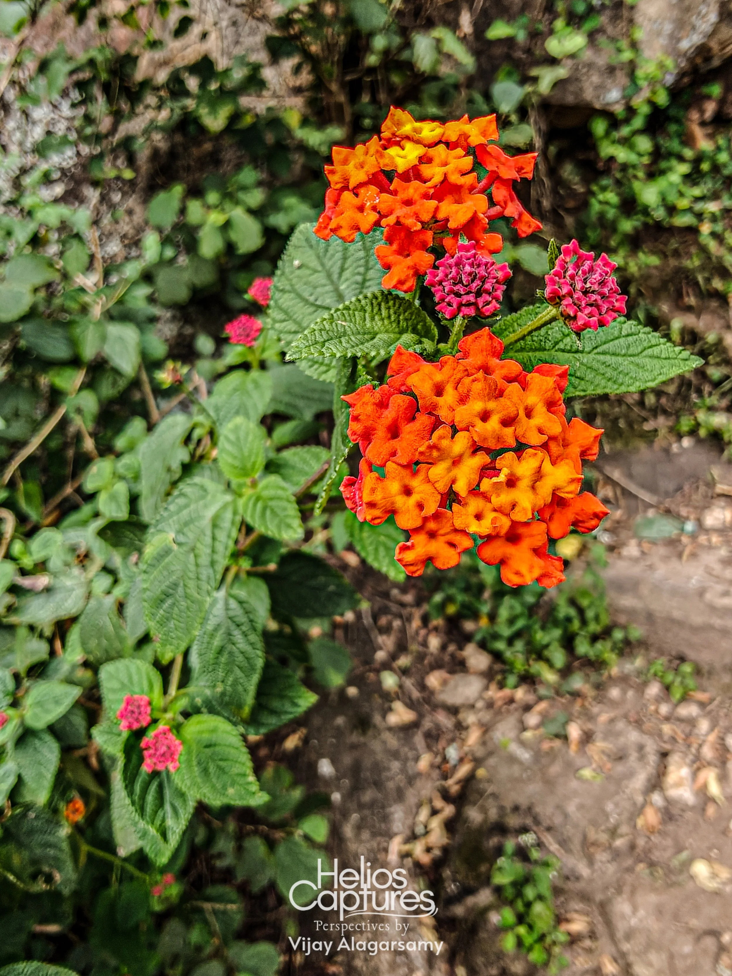 IMG20251231122146 (1).jpg