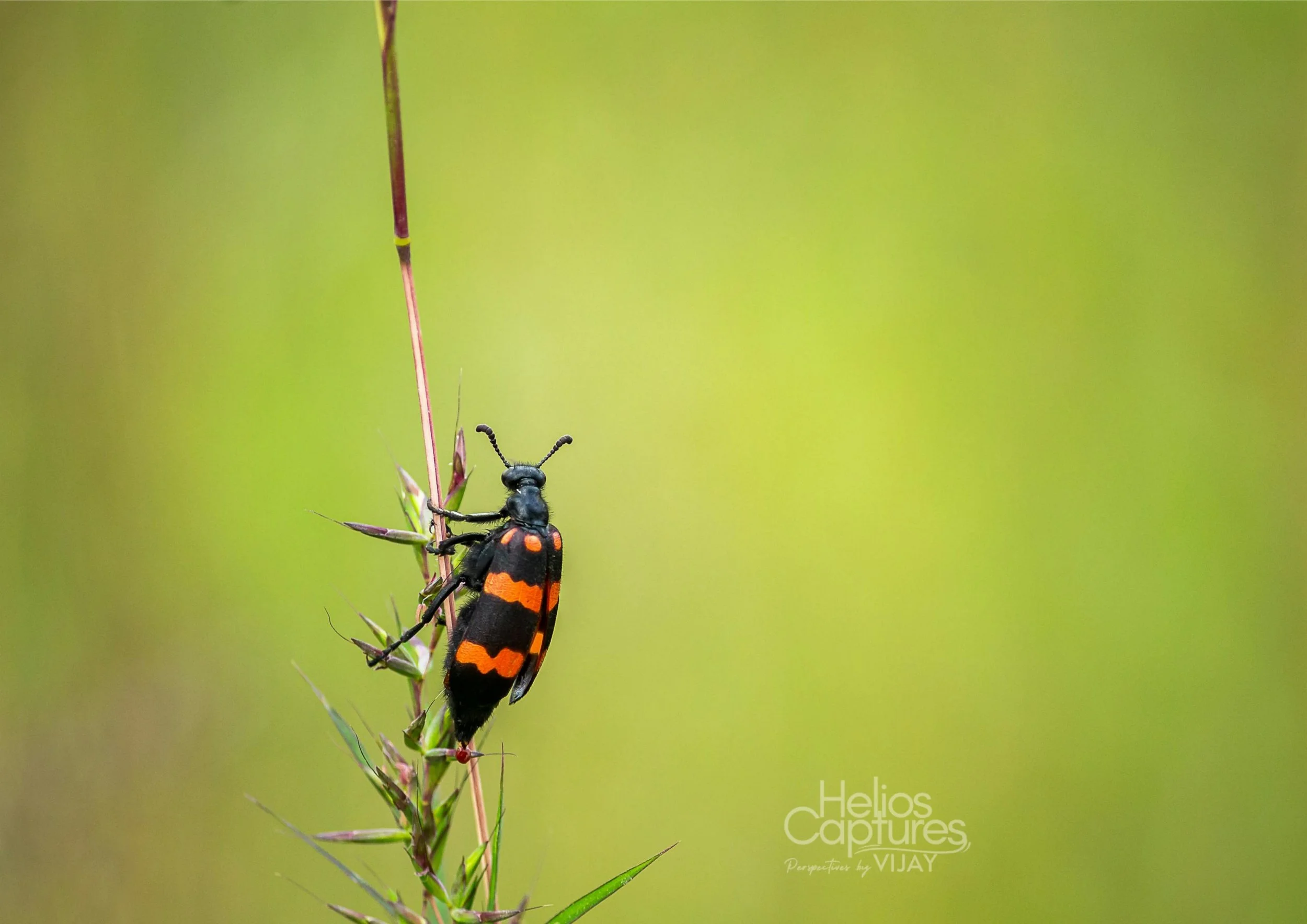 Blister Beetle