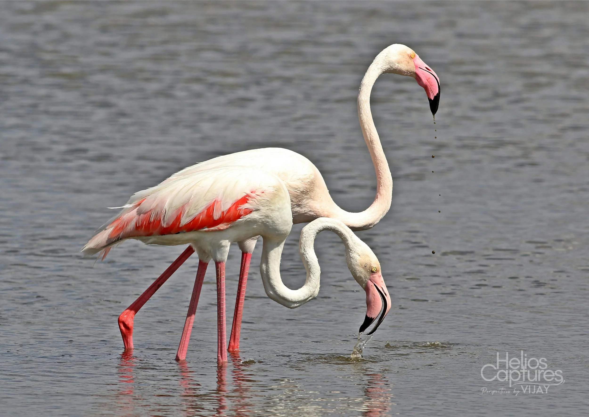 Greater Flamingo