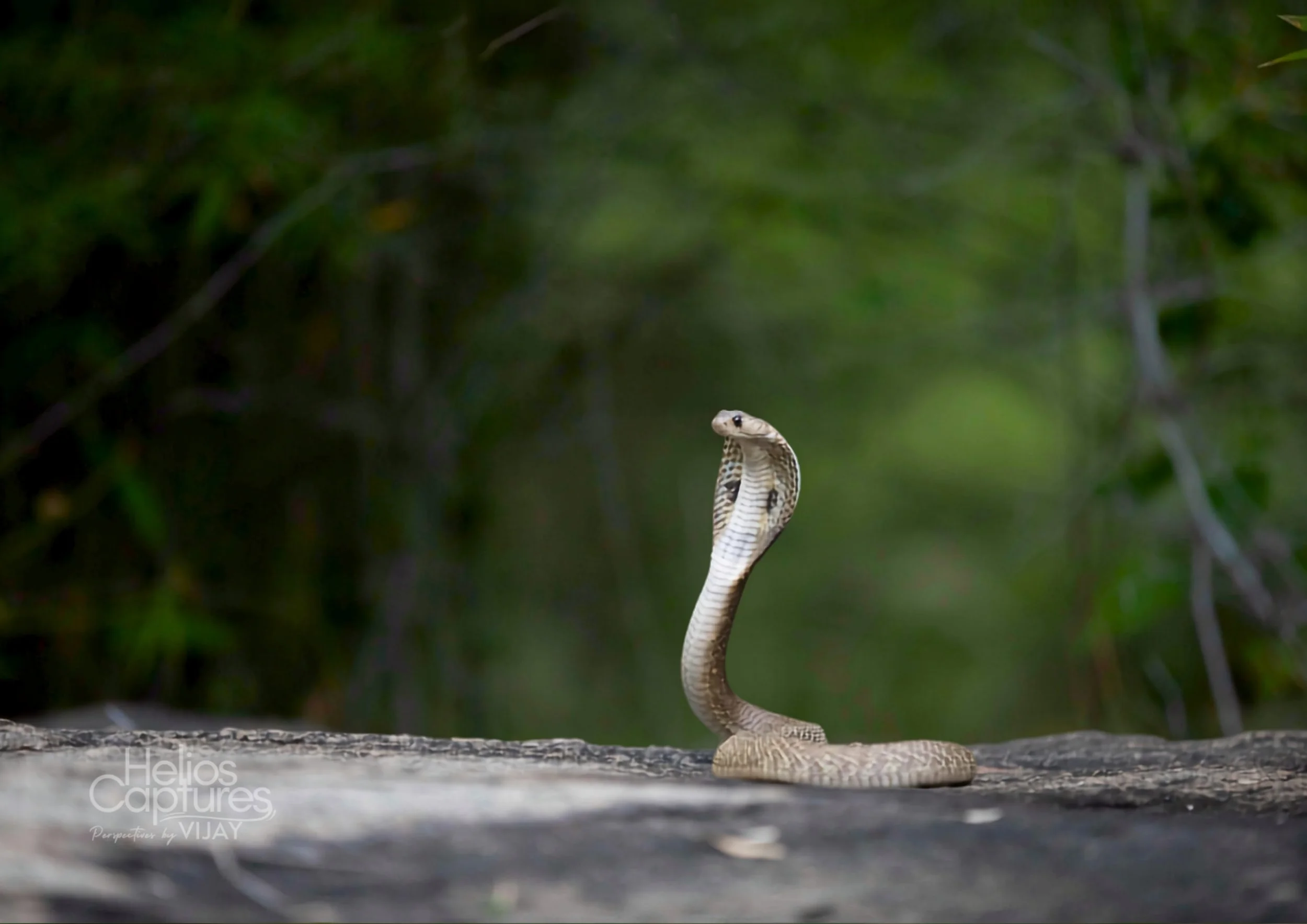 Indian Cobra