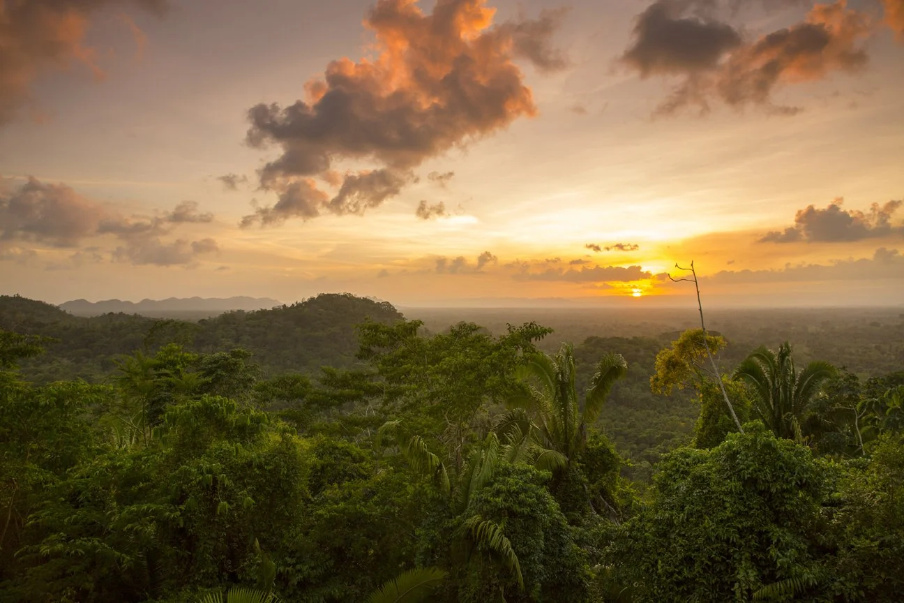 CTL - Jungle (Drone).jpg