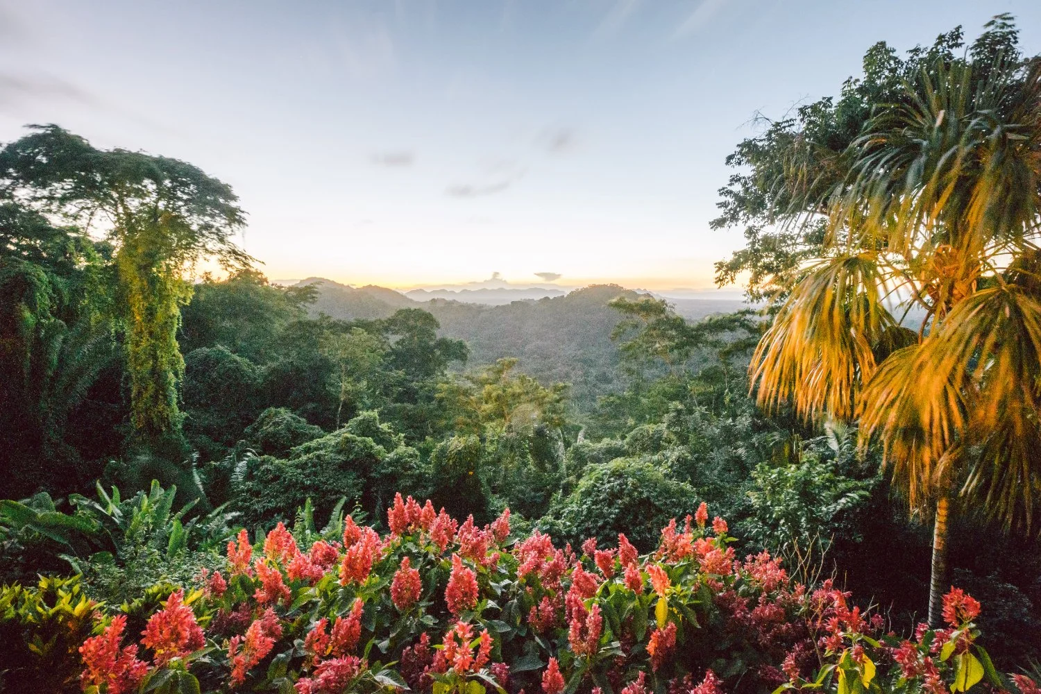 CTL - Jungle View.jpg