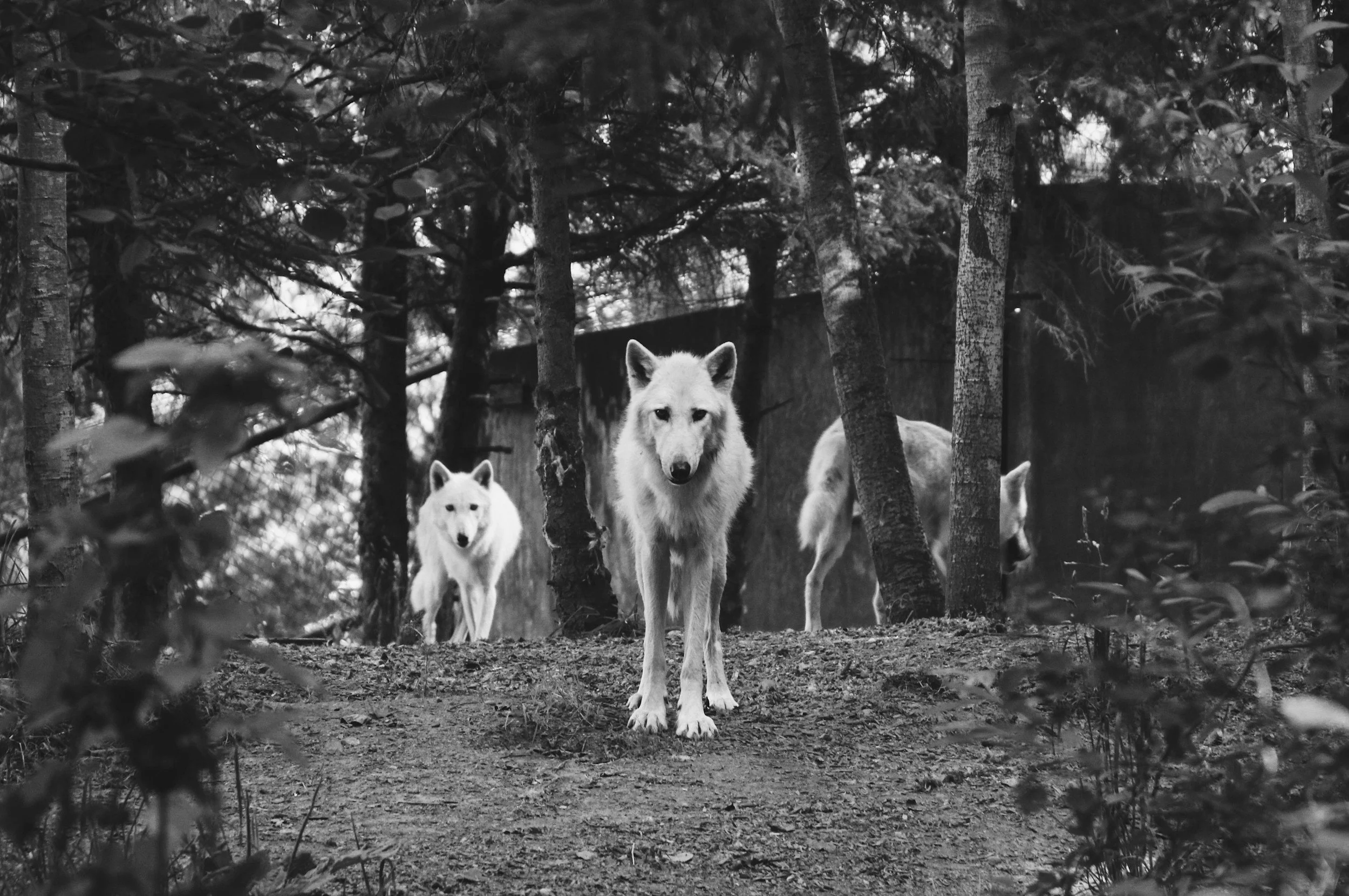 Sheep among Wolves