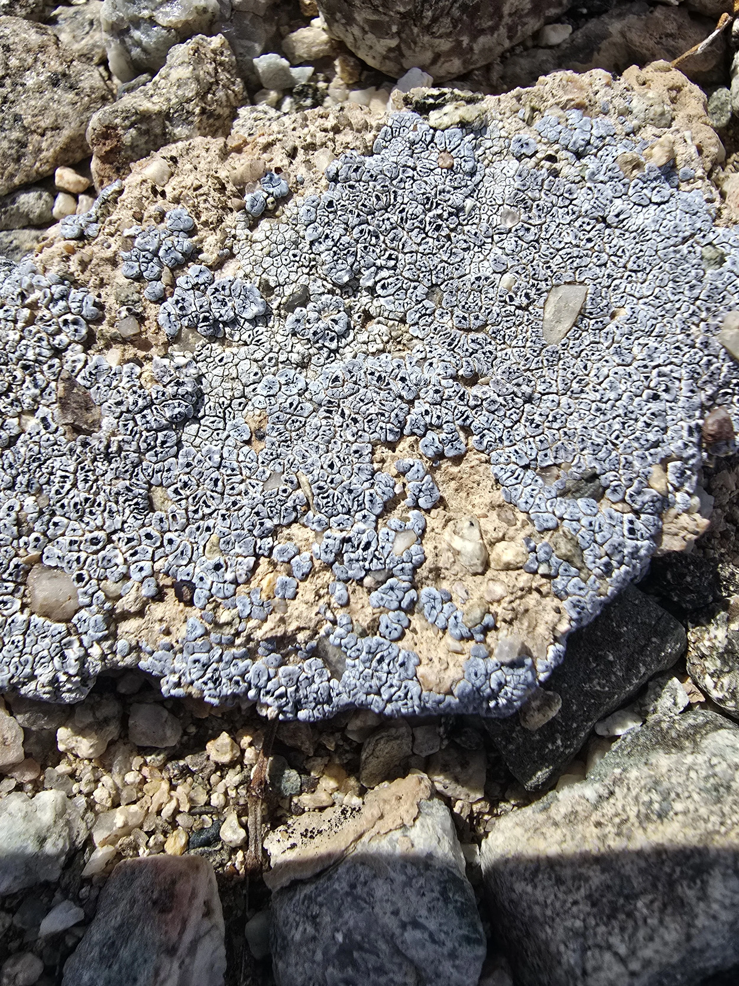 20250318_145106.jpg