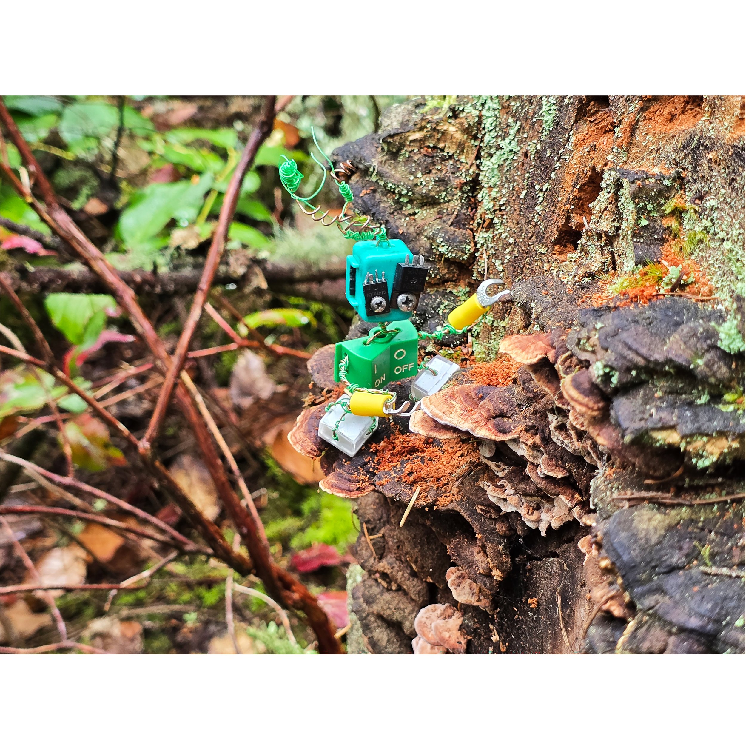 Poza and Mushrooms Washington Print
