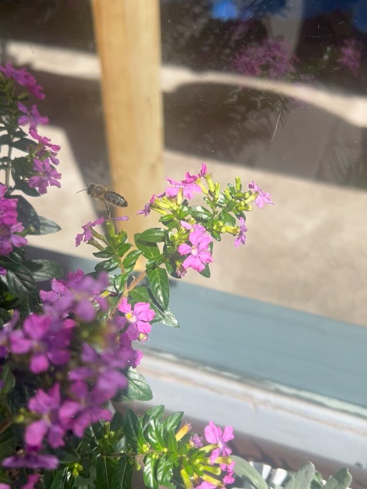 Eine Auslage auch f&uuml;r die Insekten &hellip; und es klappt :-)