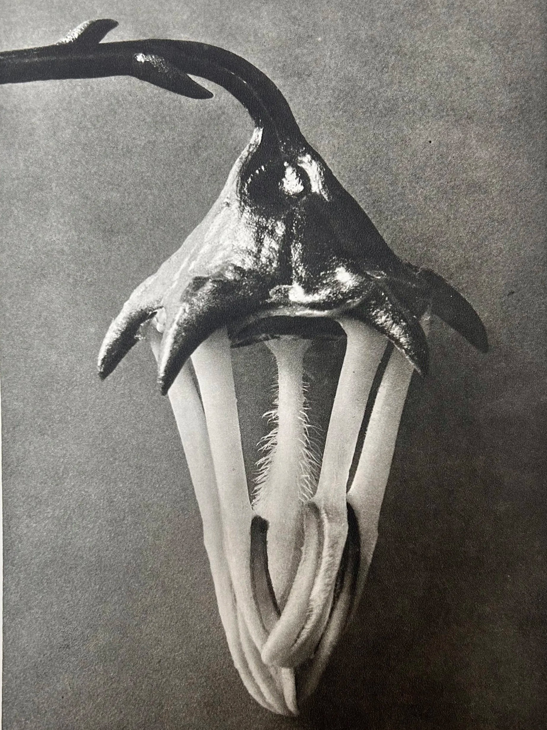 Milaneum - Vintage Photographie