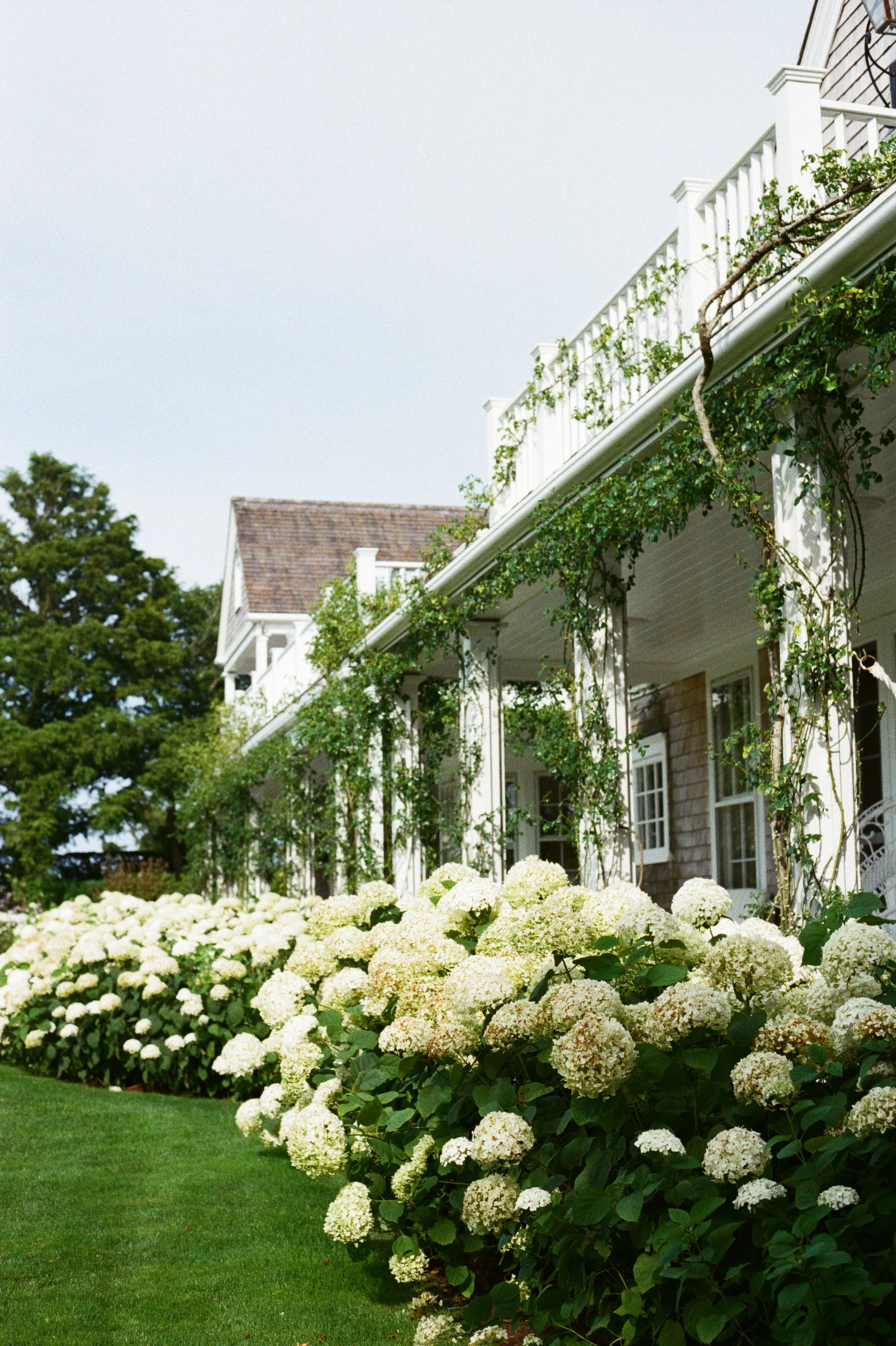 White hydrangea bushes along the front of a house with a porch and climbing plants on the support columns, green grass, trees, and an overcast sky.
