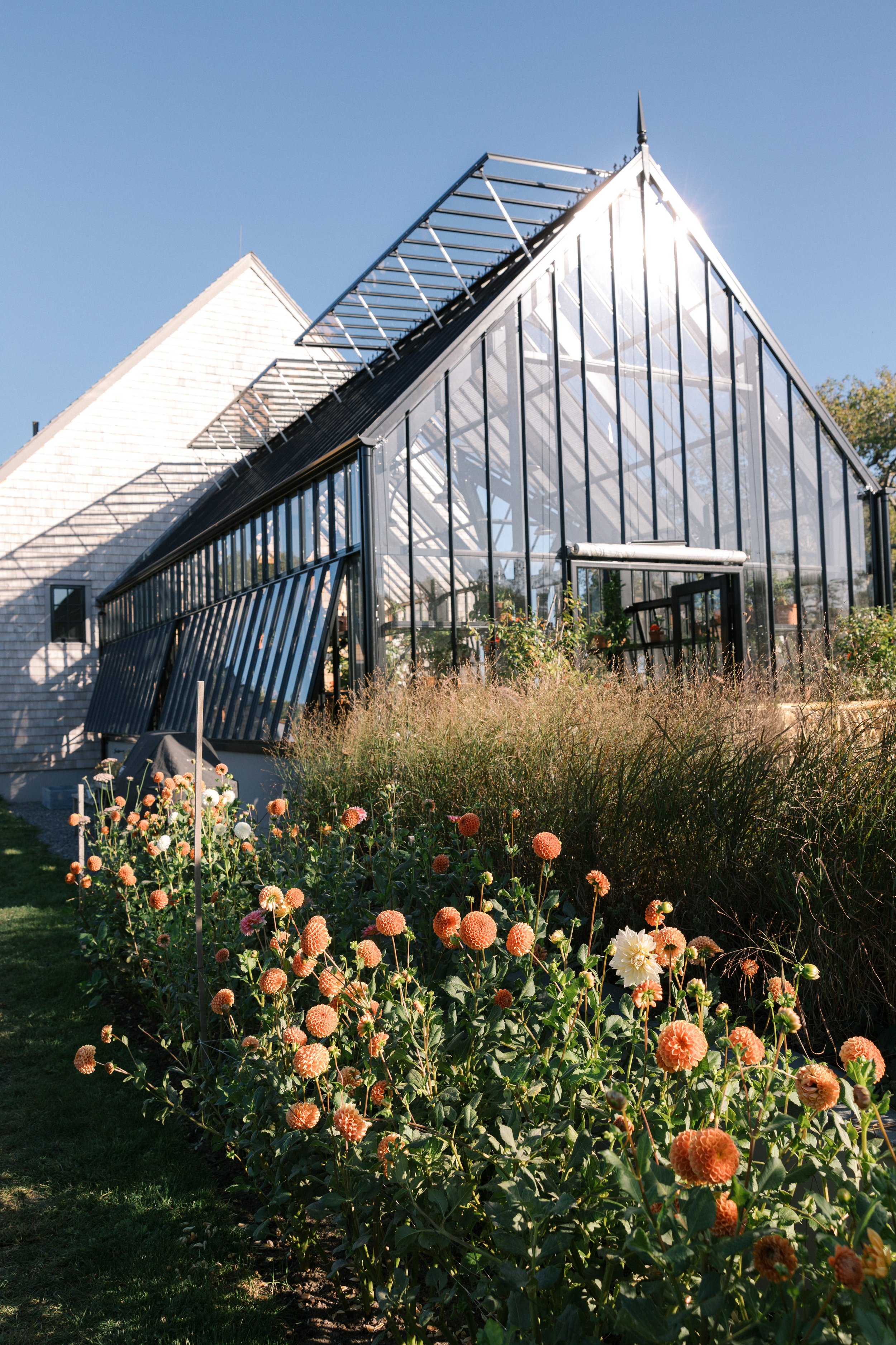 A greenhouse with glass panes reflects sunlight, situated next to a garden full of orange and white dahlias and other plants, under a clear blue sky.
