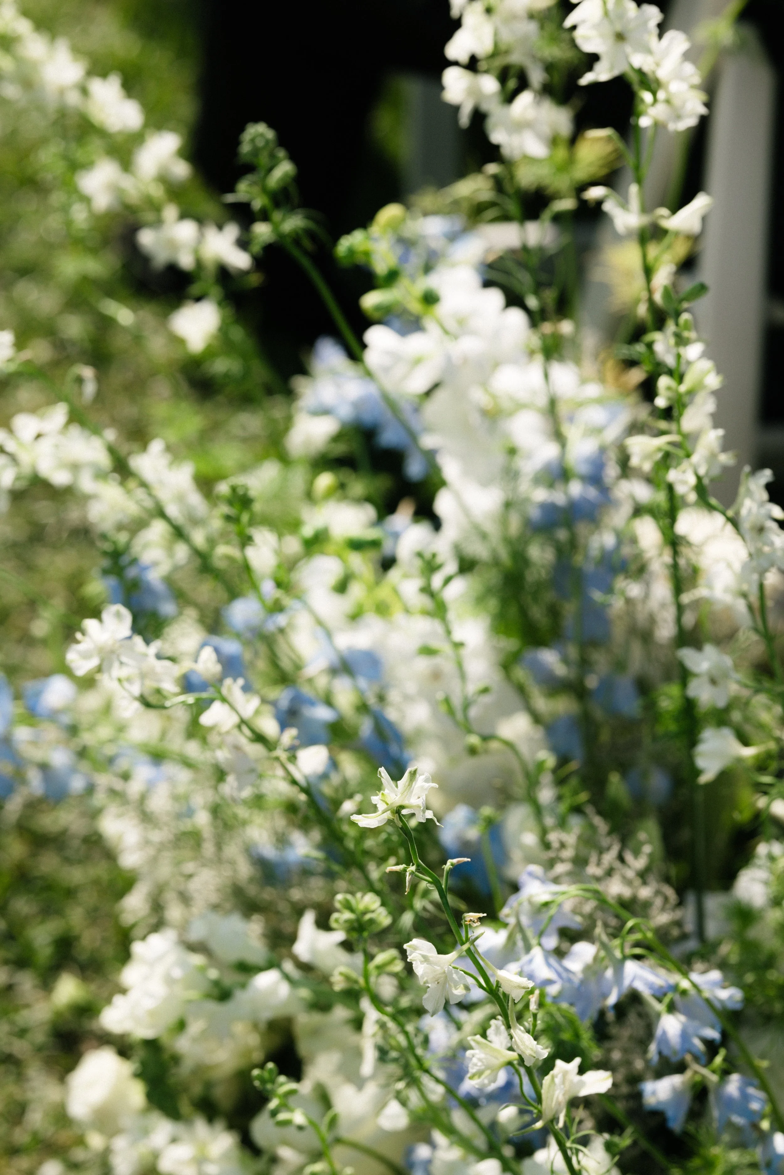 Close-up of white and pale blue flowers blooming on green stems outdoors.