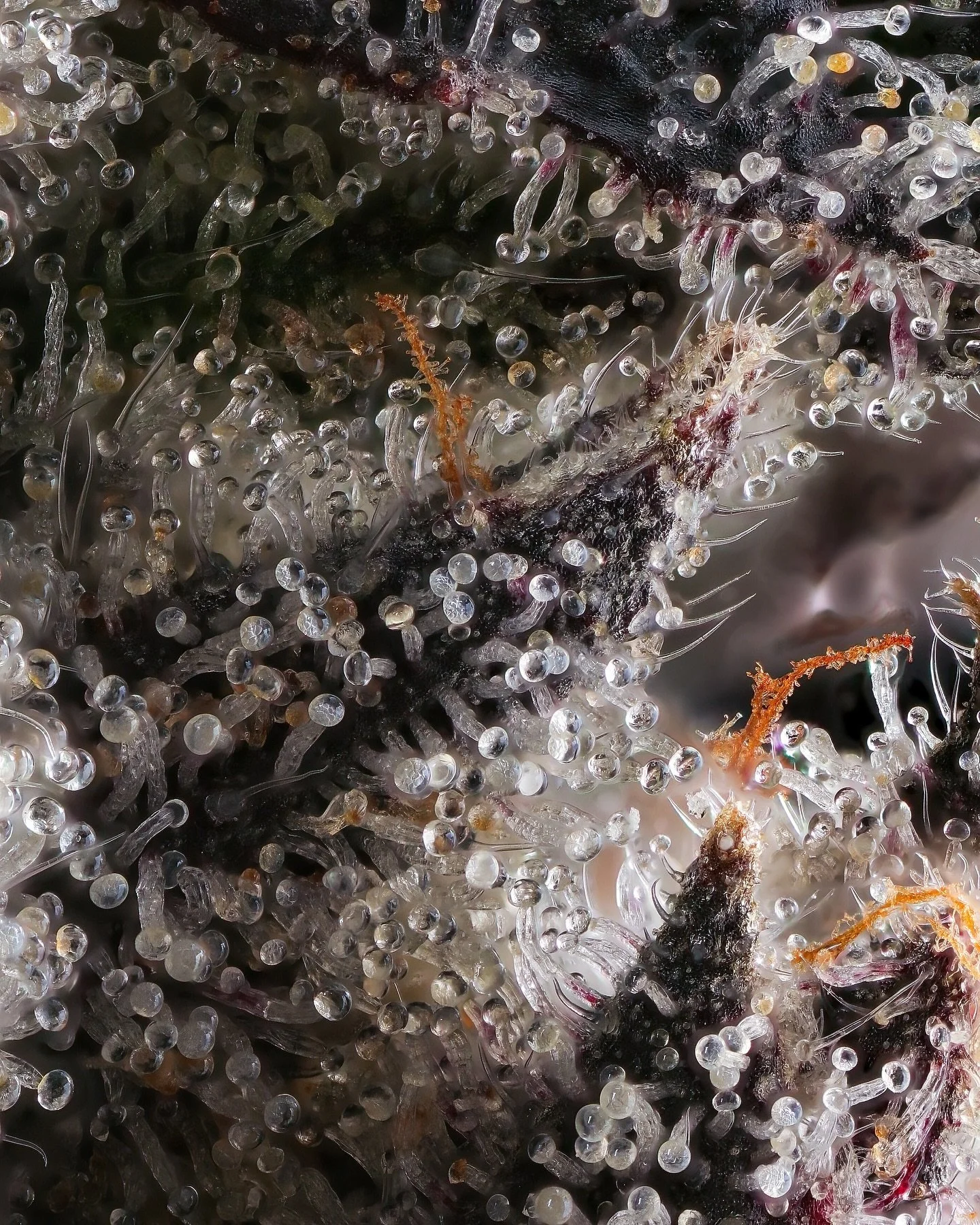 Glimpse into another world @floextractsny 

#wonder #space #alien #microscopic #magnify #poweroften #powerofthought #powerofthemind #powertotheplantpeople #plantpeople #plants #plantlover #alienlife #smallbatch #familyowned #flxgrown #ithacany #tompk