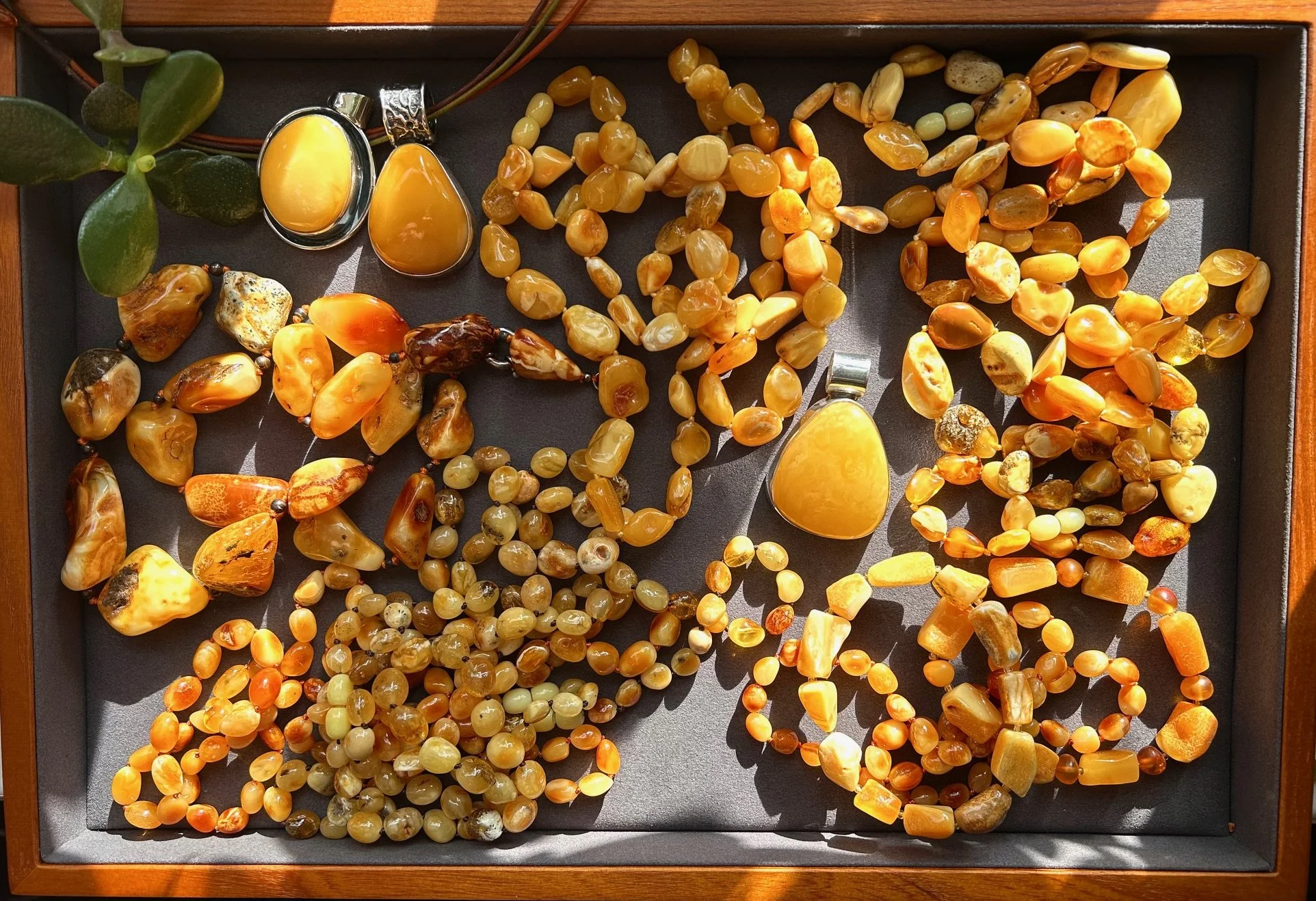 Natural Baltic Amber Explained