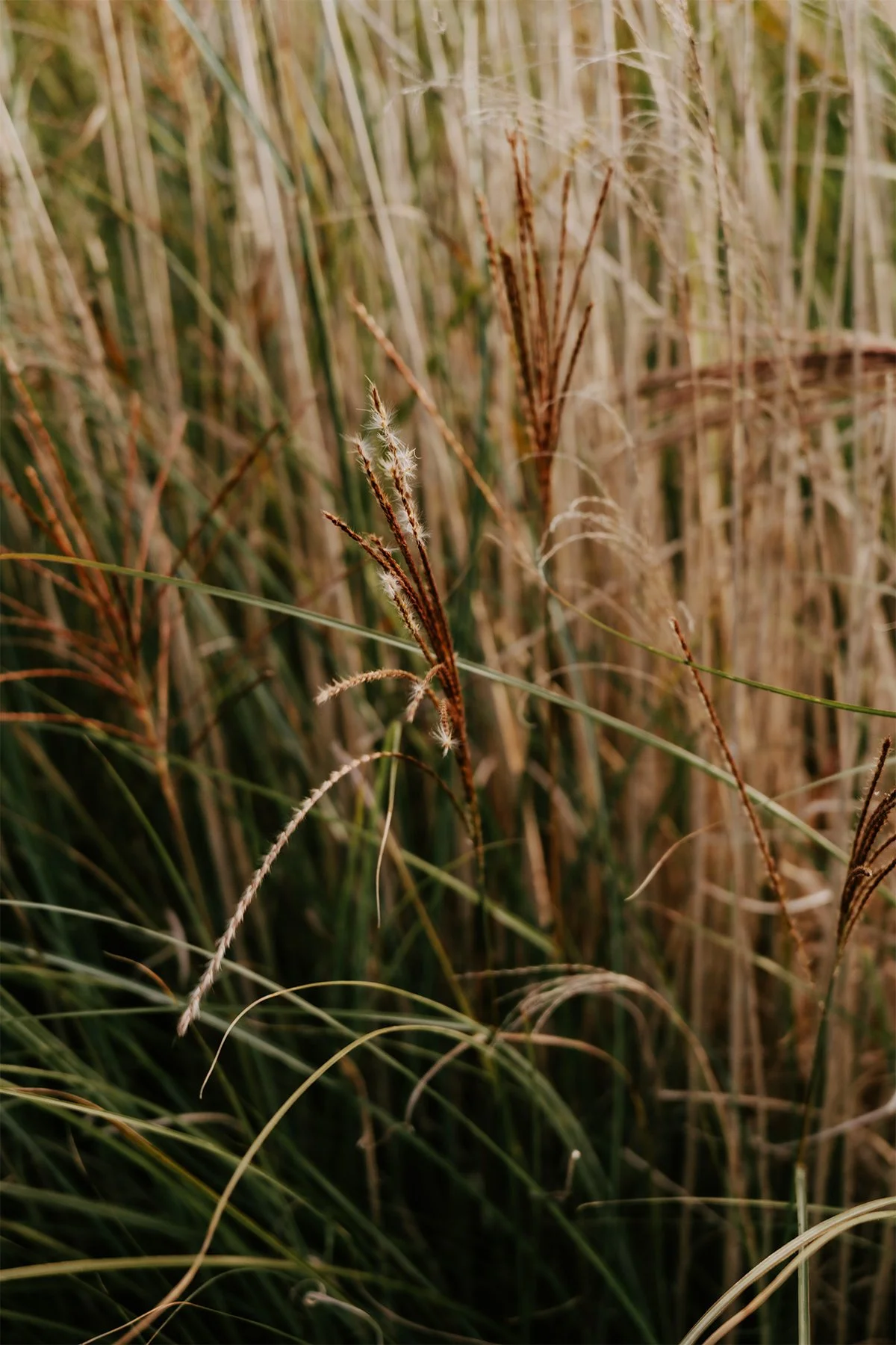 Grass.jpg