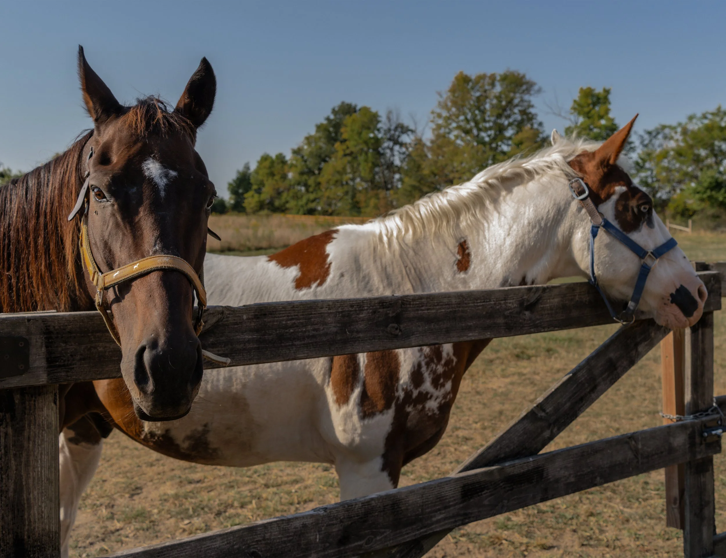 Horses.jpg