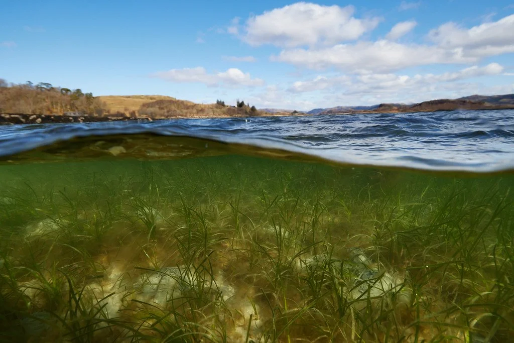 There is Seagrass in Findhorn Bay