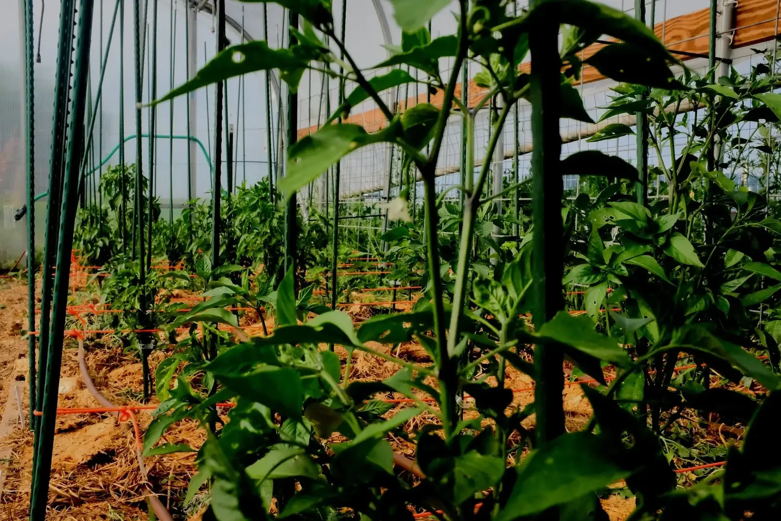Interior of a commercial hoophouse with rows of staked pepper plants tied with green twine and drip irrigation lines on the ground