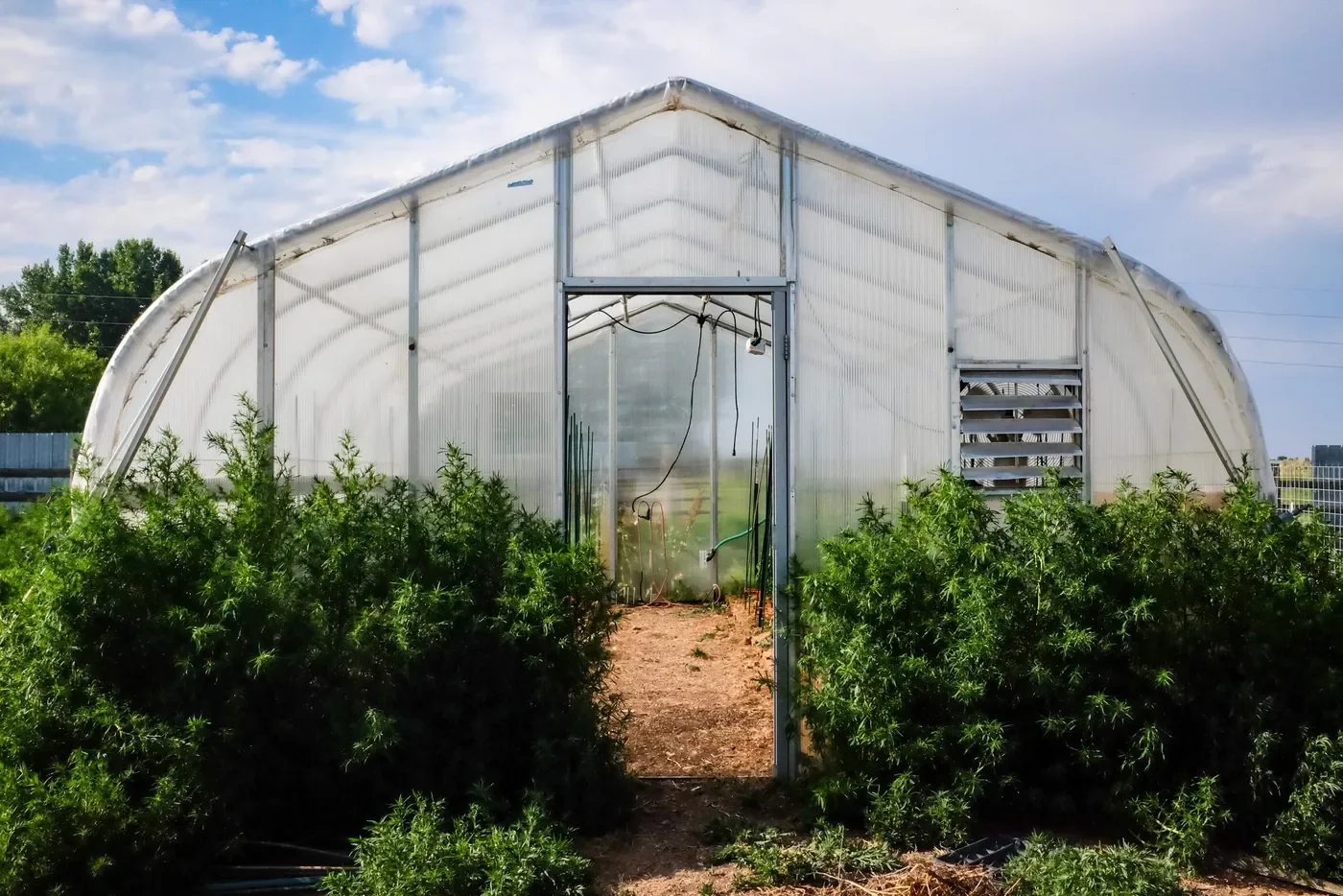 Front view of a large white commercial hoophouse with leafy green plants growing in the foreground under a blue sky