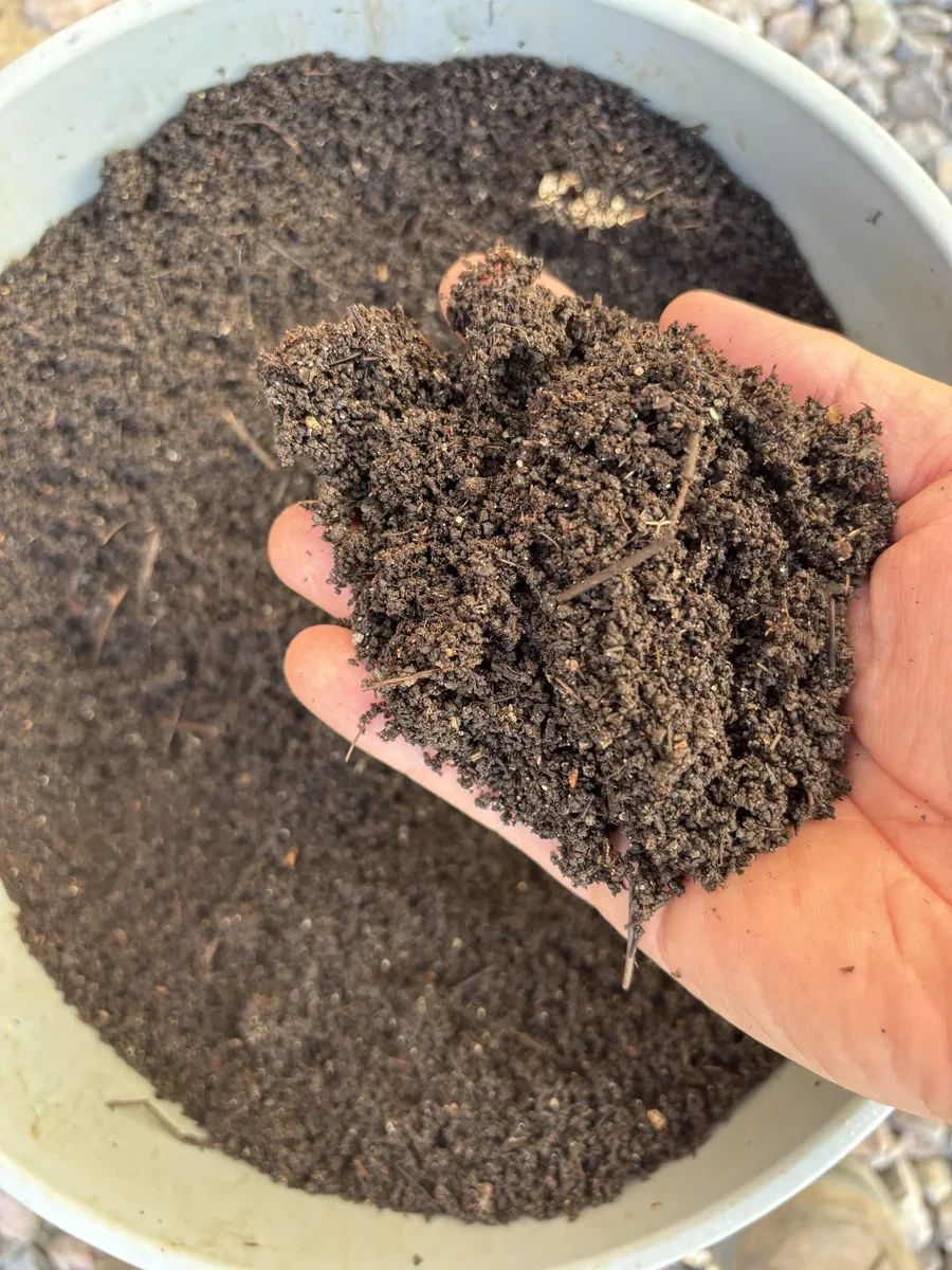 are hand holding a handful of dark, finely-textured worm castings above a bucket of more castings