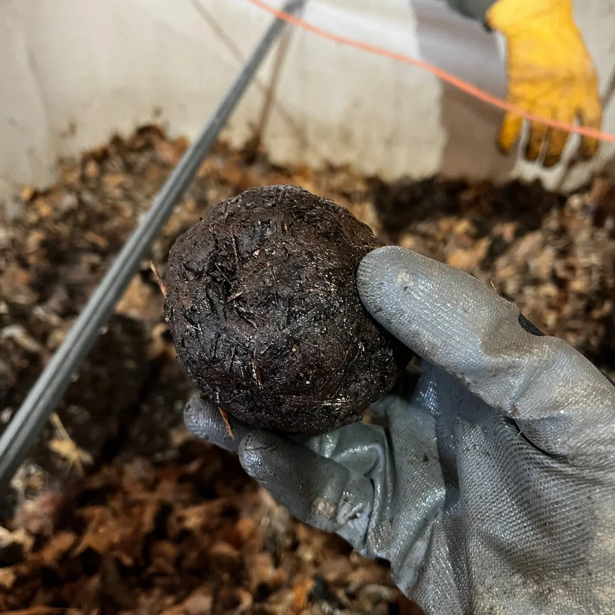 Gloved hand holding a baseball-sized ball of dense, mature Johnson-Su compost above a bed of organic matter