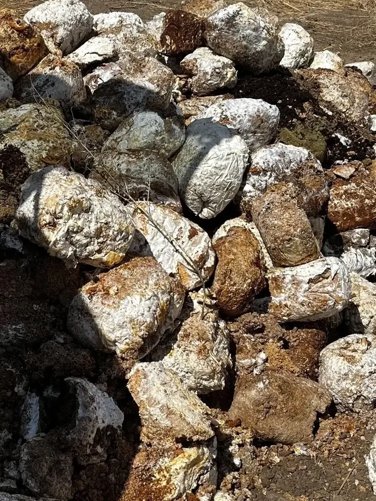 Pile of spent mushroom substrate, white mycelium-covered lumps mixed with brown wood chunks