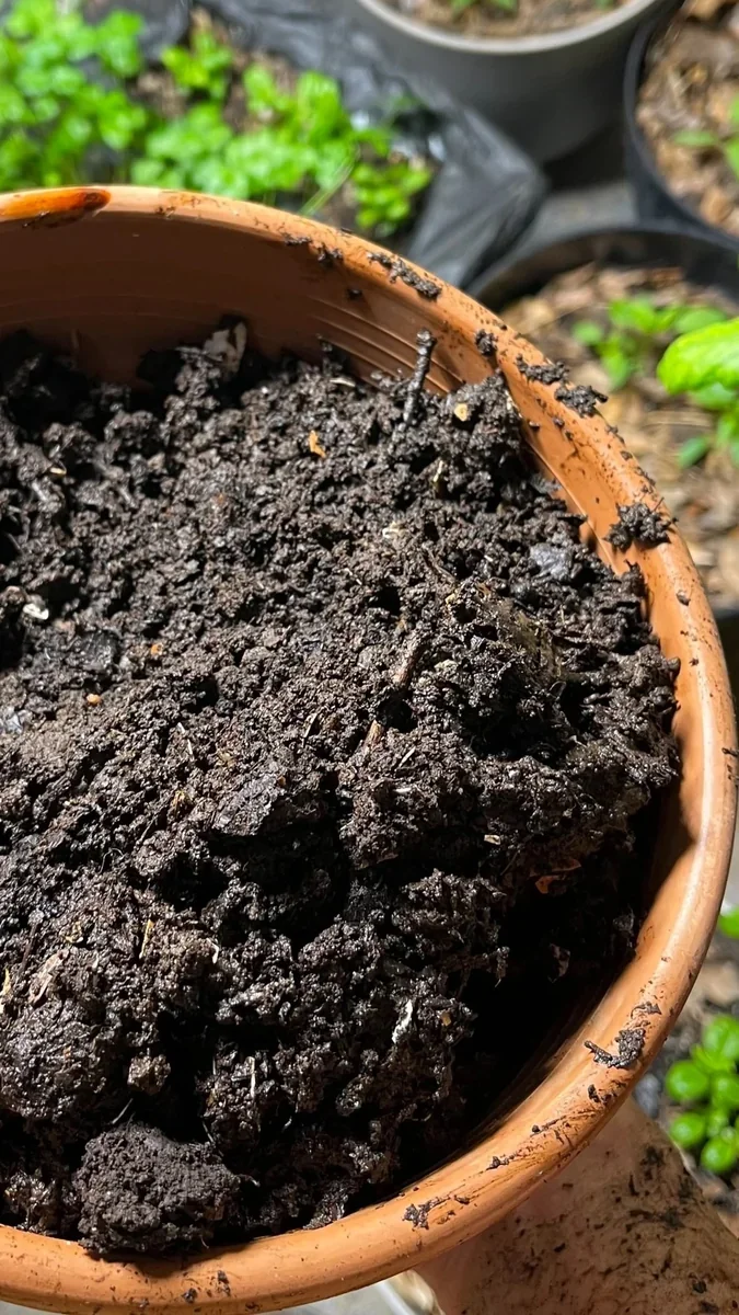 Terracotta pot filled with dark crumbly compost, green seedlings blurred in the background