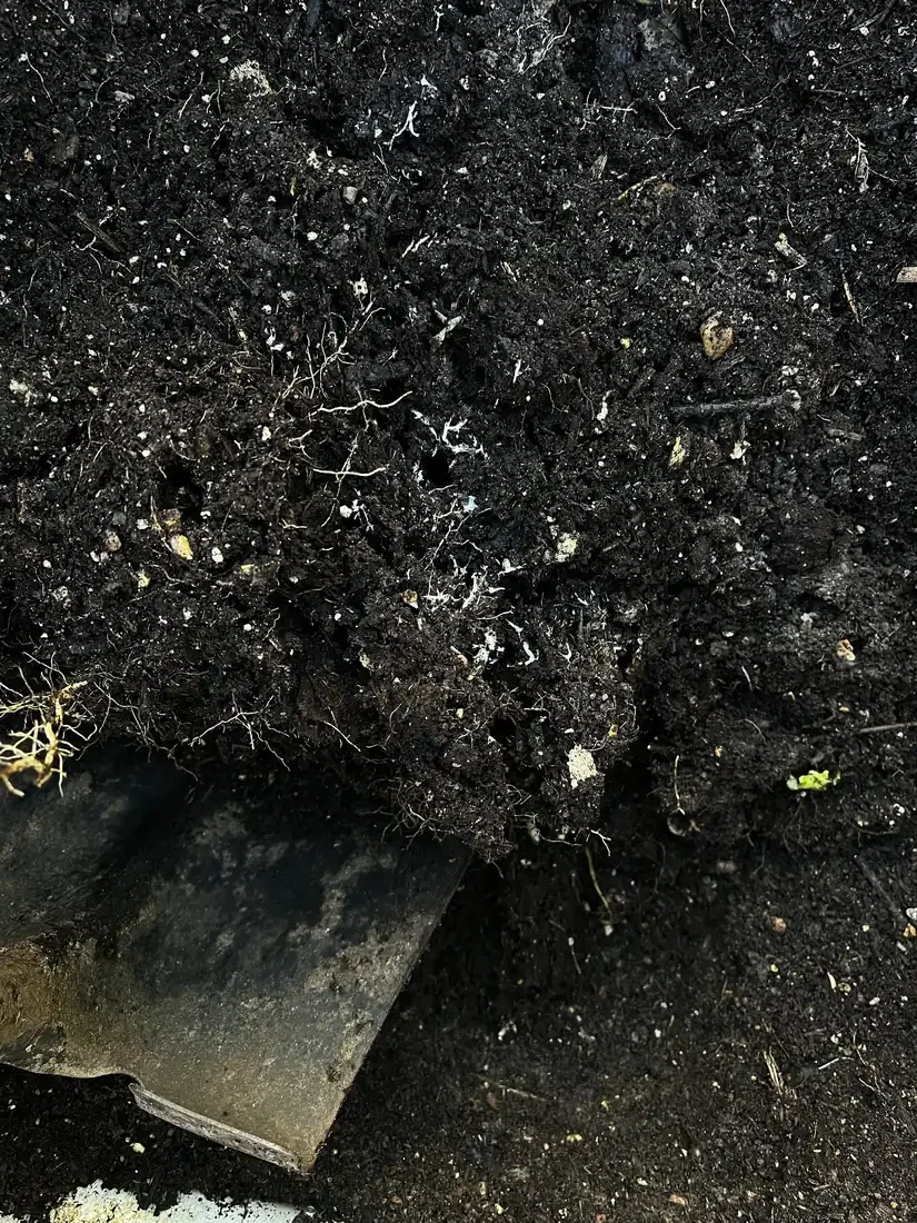 Dark crumbly compost being scooped out of a black bin with a shovel