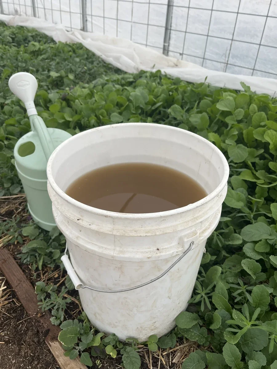 Fungal Extracts & Teas