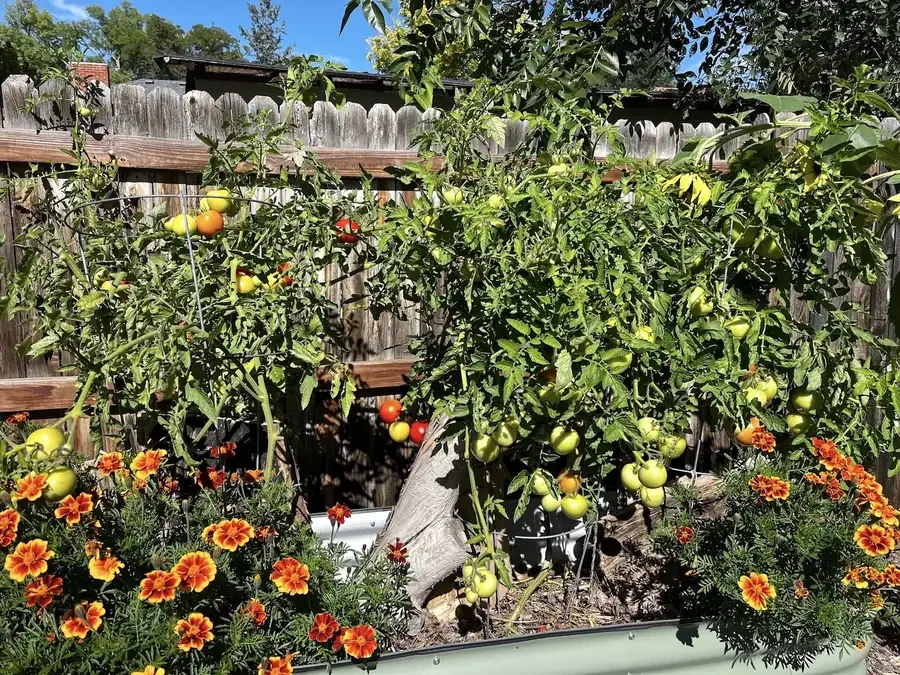 Tomato plants laden with red, orange, yellow and green fruit, with marigolds in the foreground