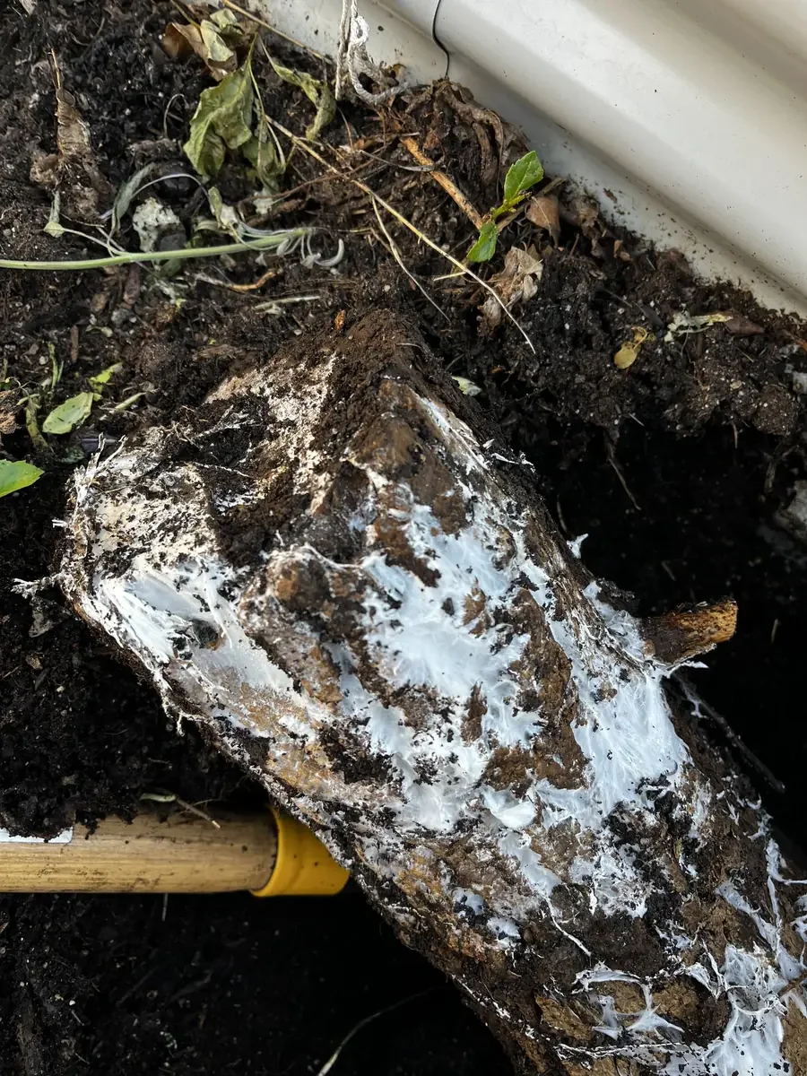 Mycelium-coated log being placed in a metal raised bed for hugelkultur layering
